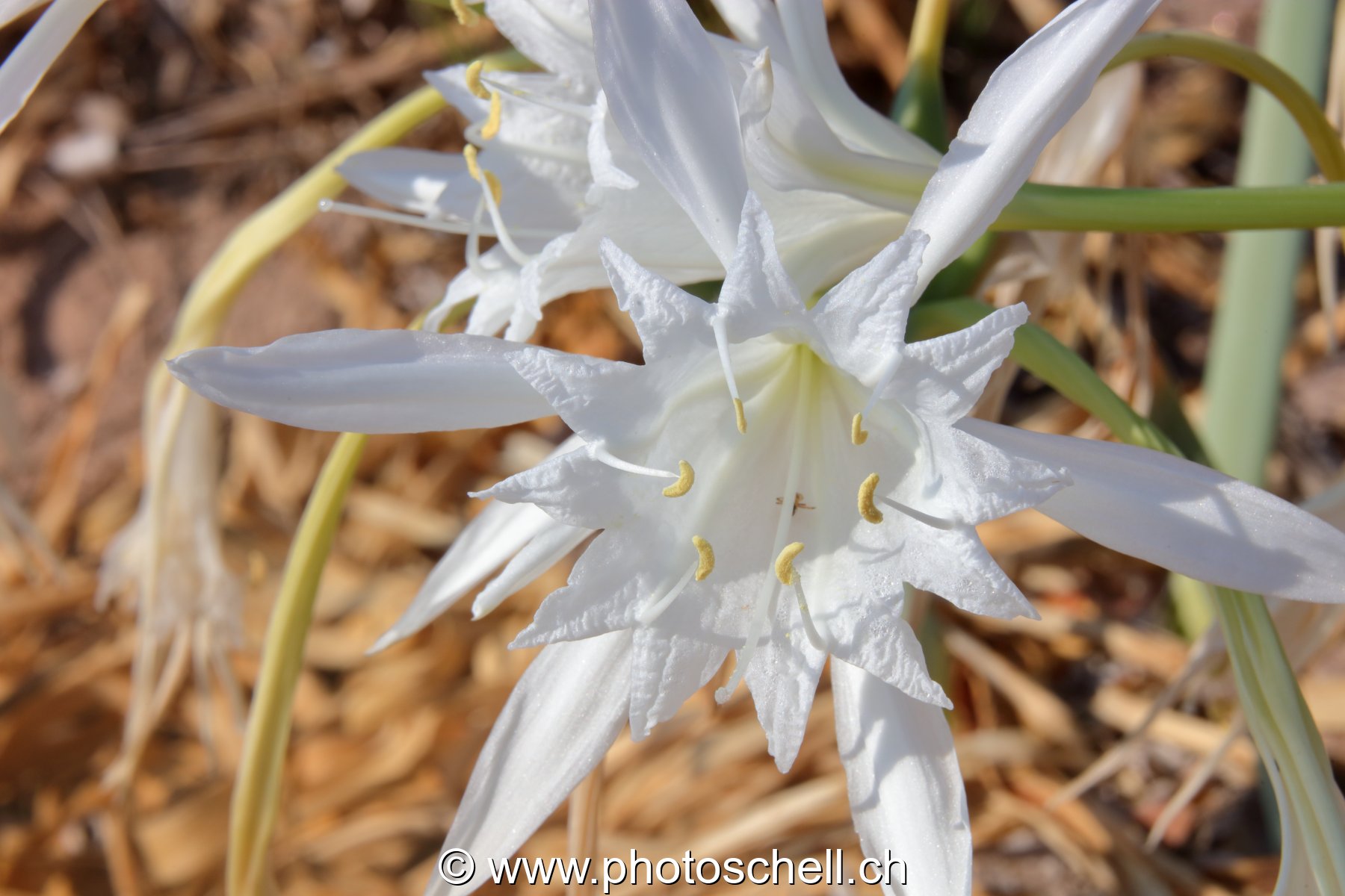 Fleurs du sud de la France