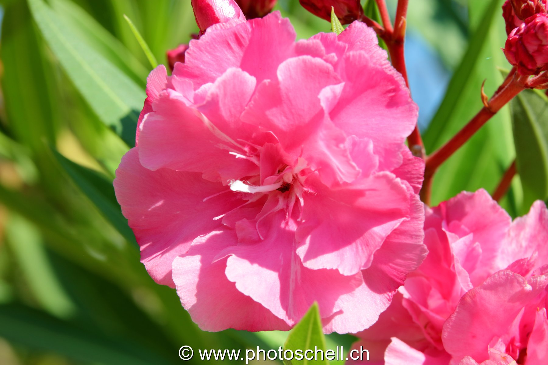 Fleurs du sud de la France