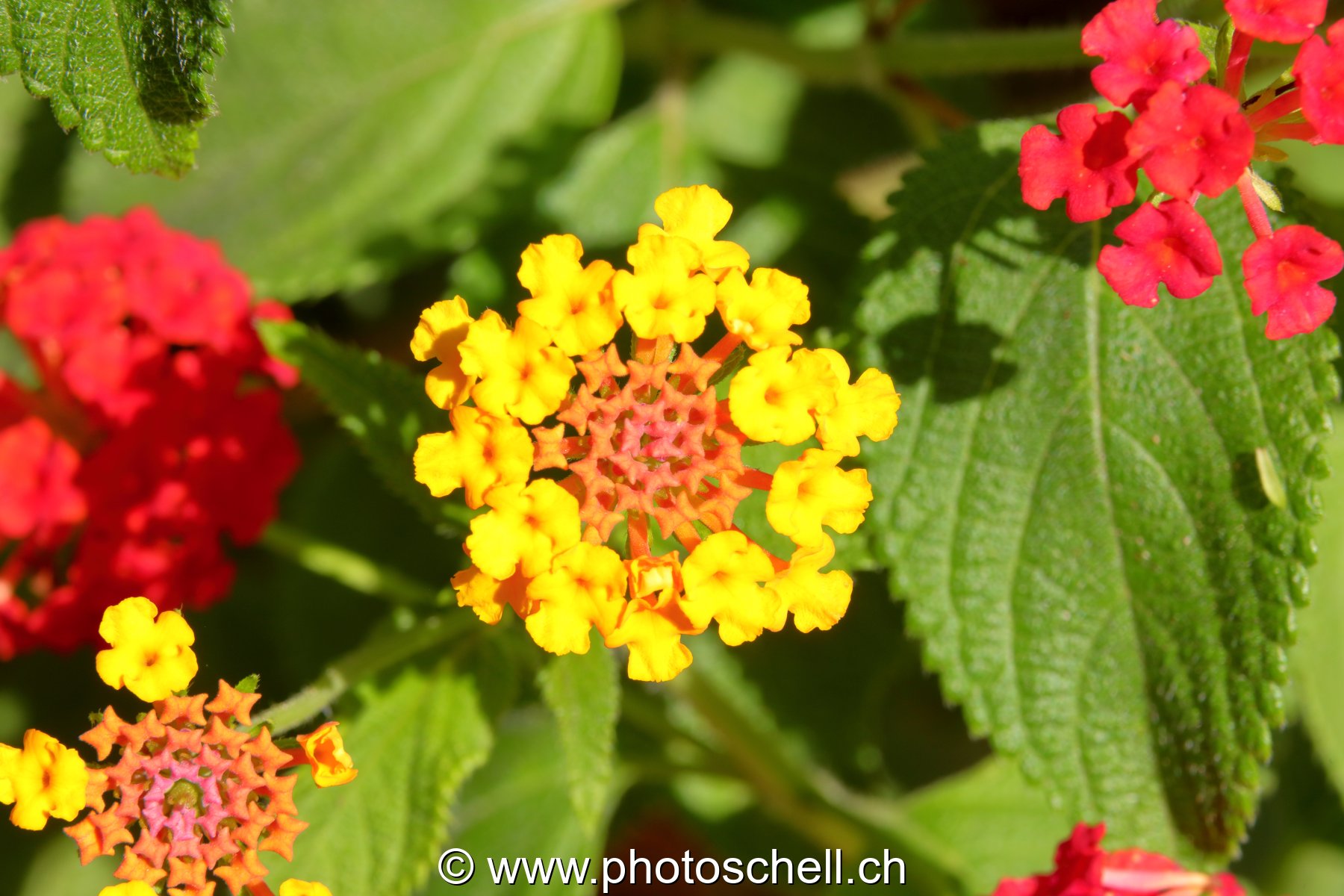 Fleurs du sud de la France