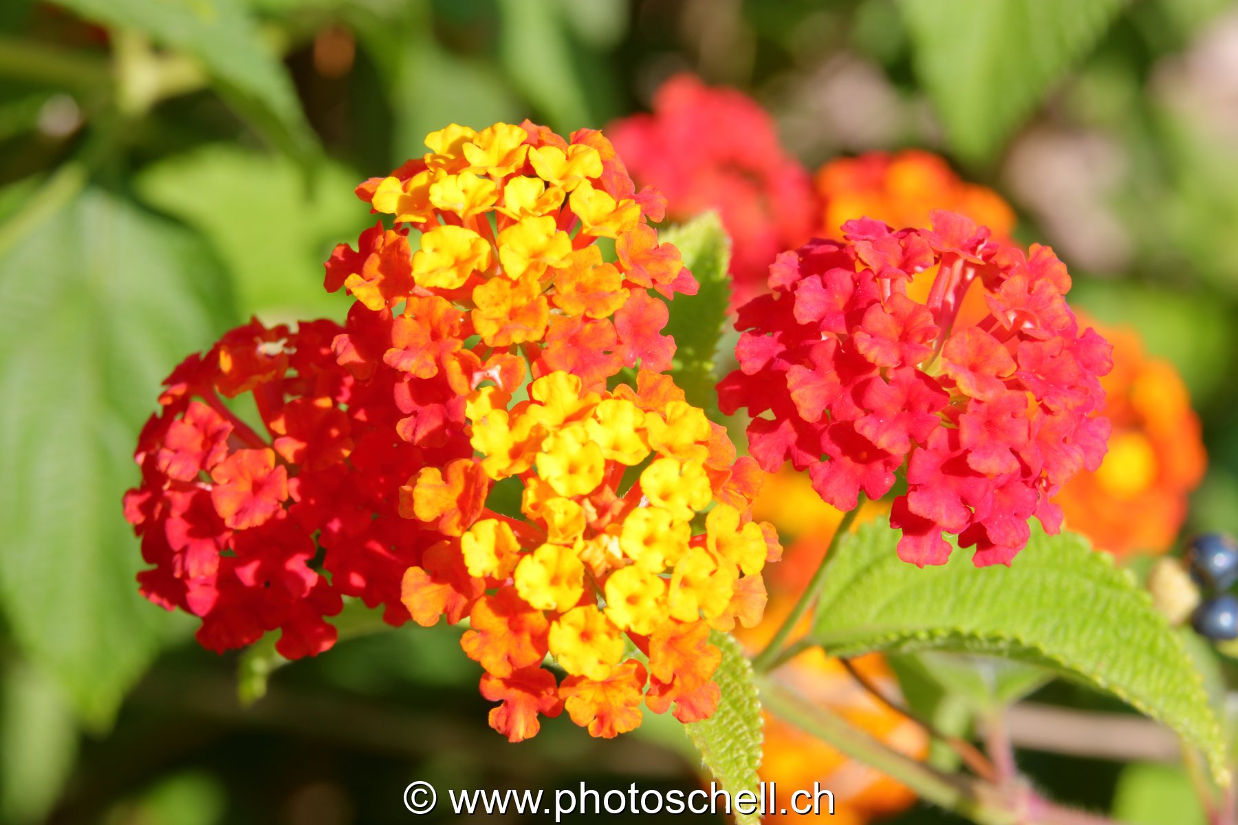 Fleurs du sud de la France