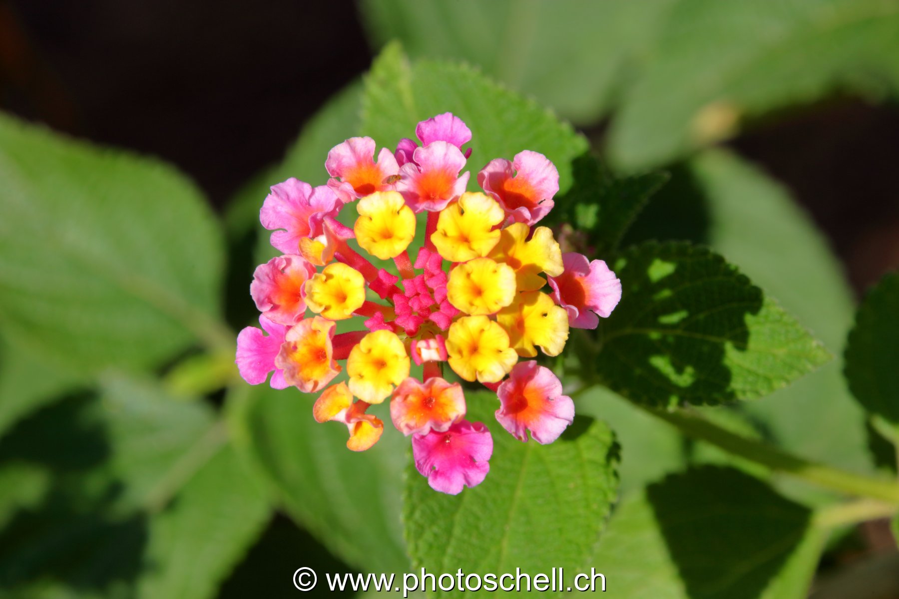 Fleurs du sud de la France