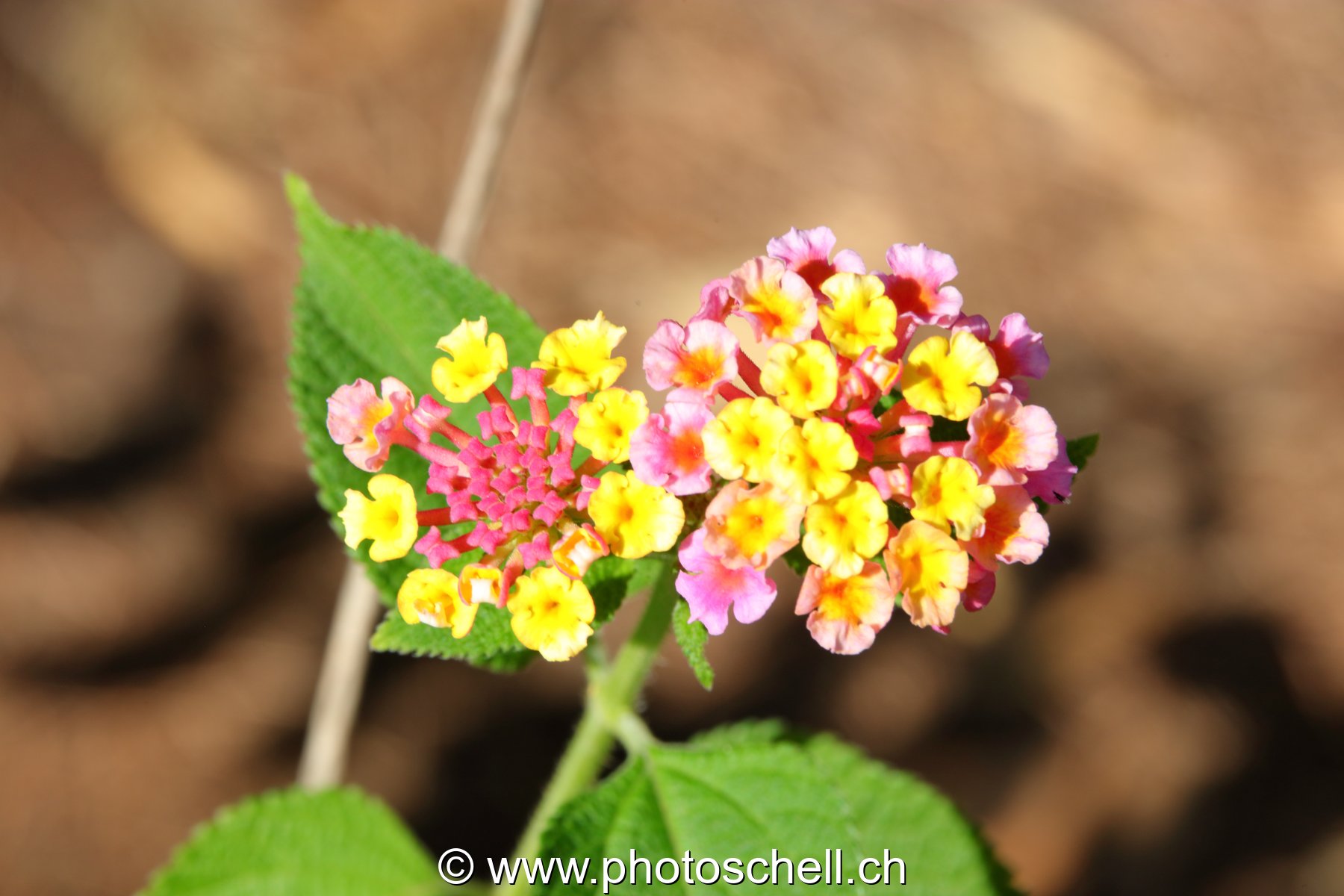 Fleurs du sud de la France