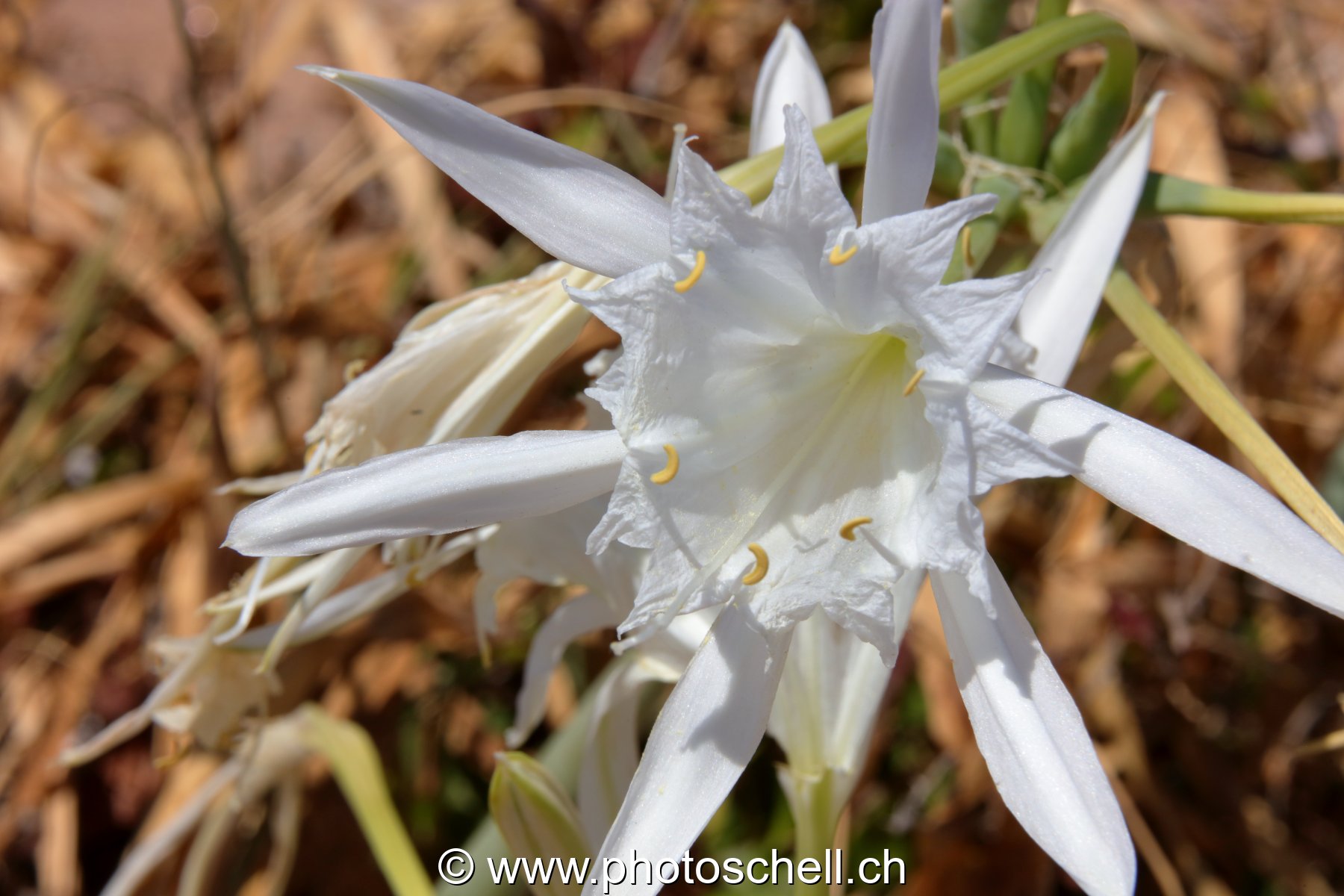 Fleurs du sud de la France
