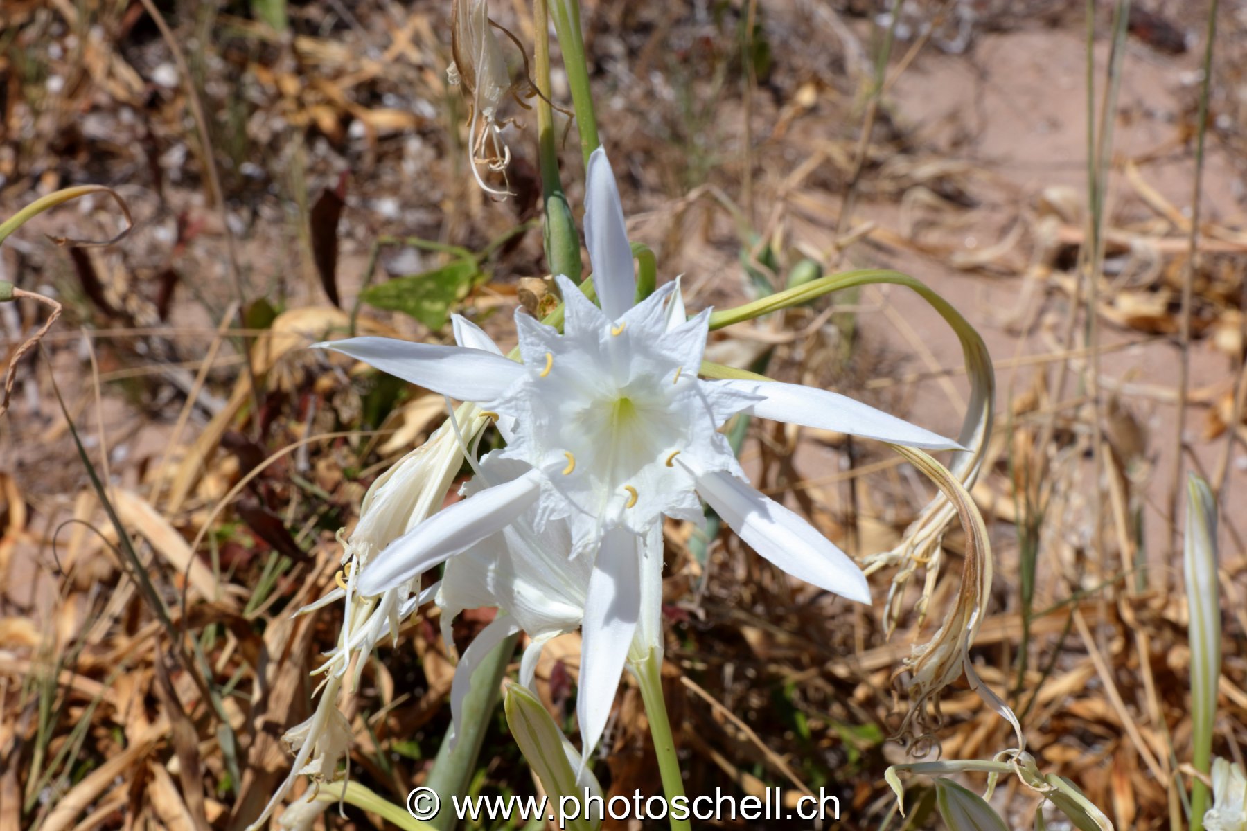 Fleurs du sud de la France