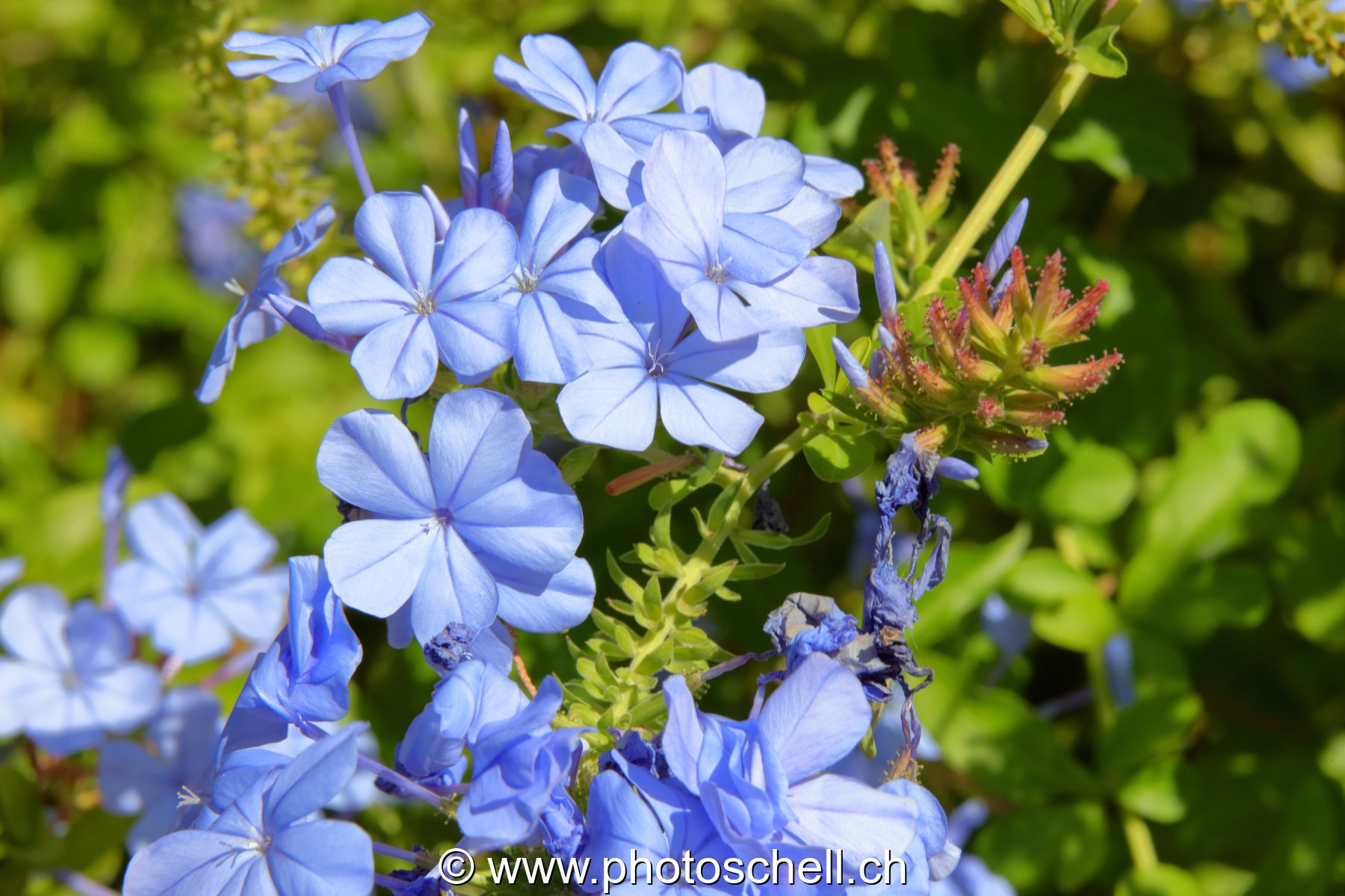 Fleurs du sud de la France
