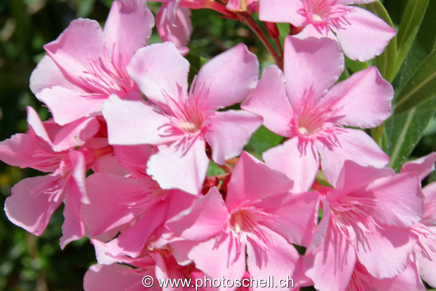 Fleurs du sud de la France