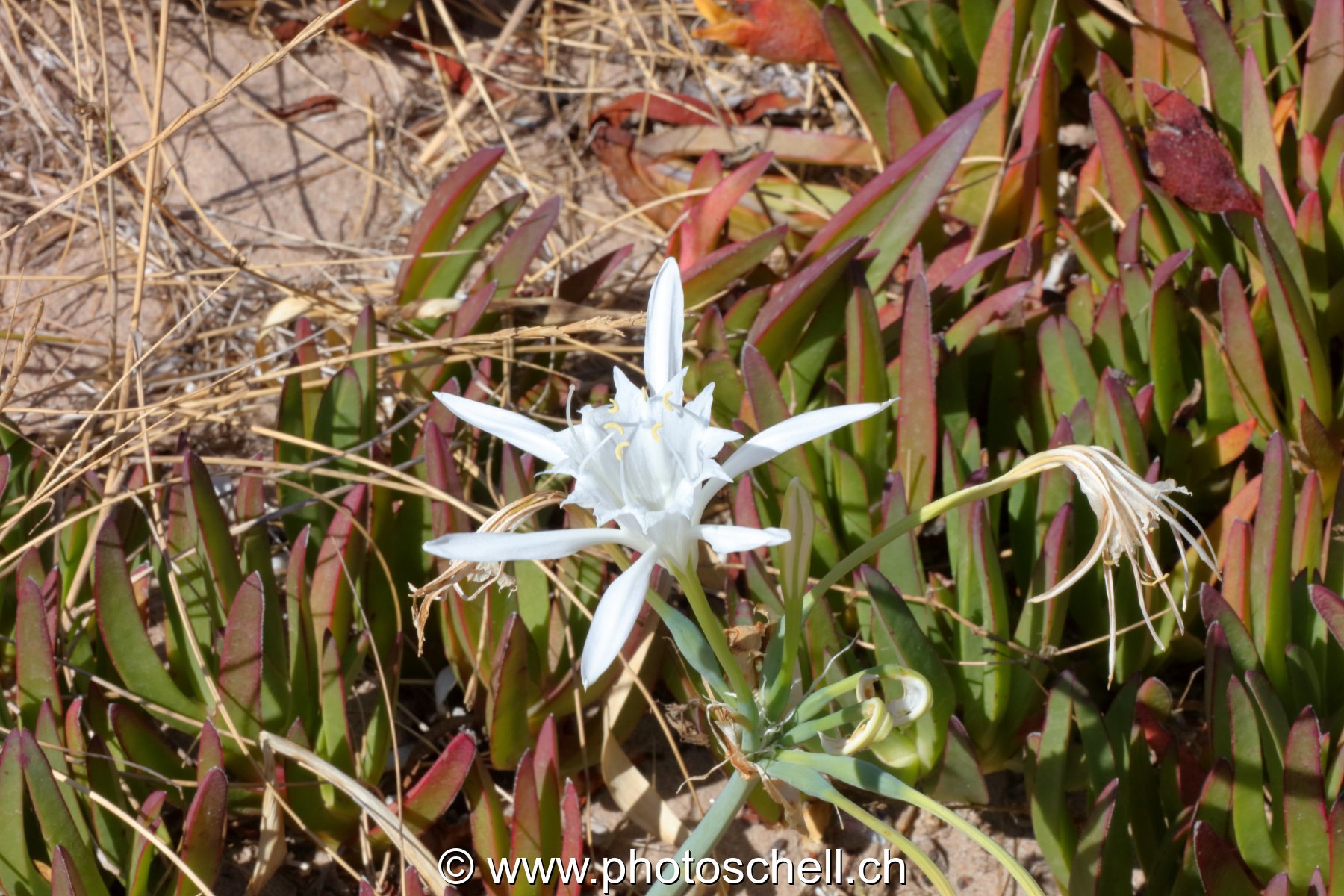 Fleurs du sud de la France