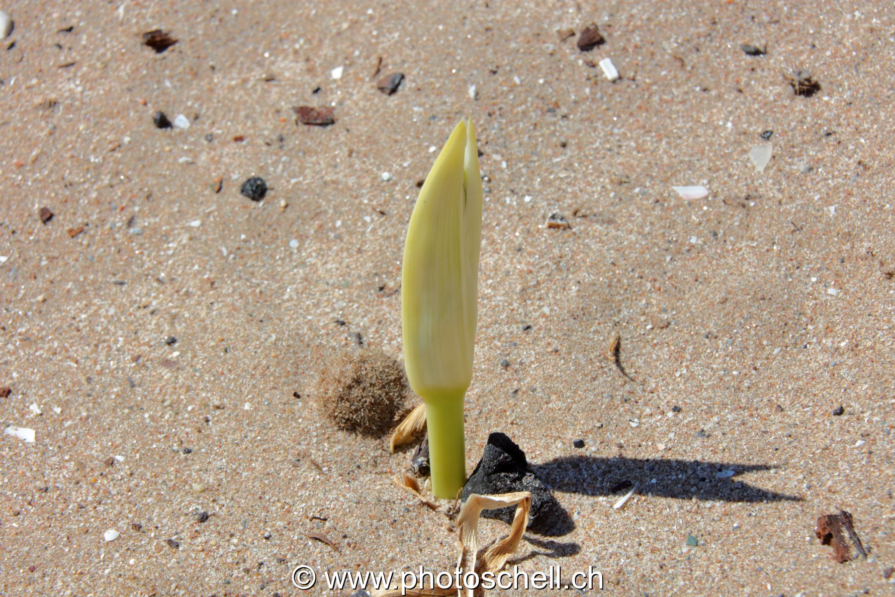 Pousse de fleur dans le sable