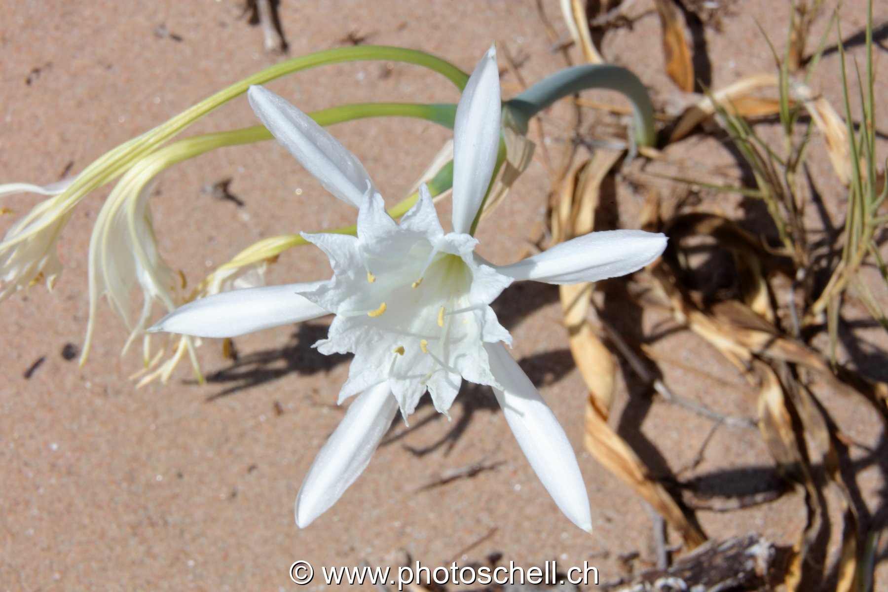 Fleurs du sud de la France