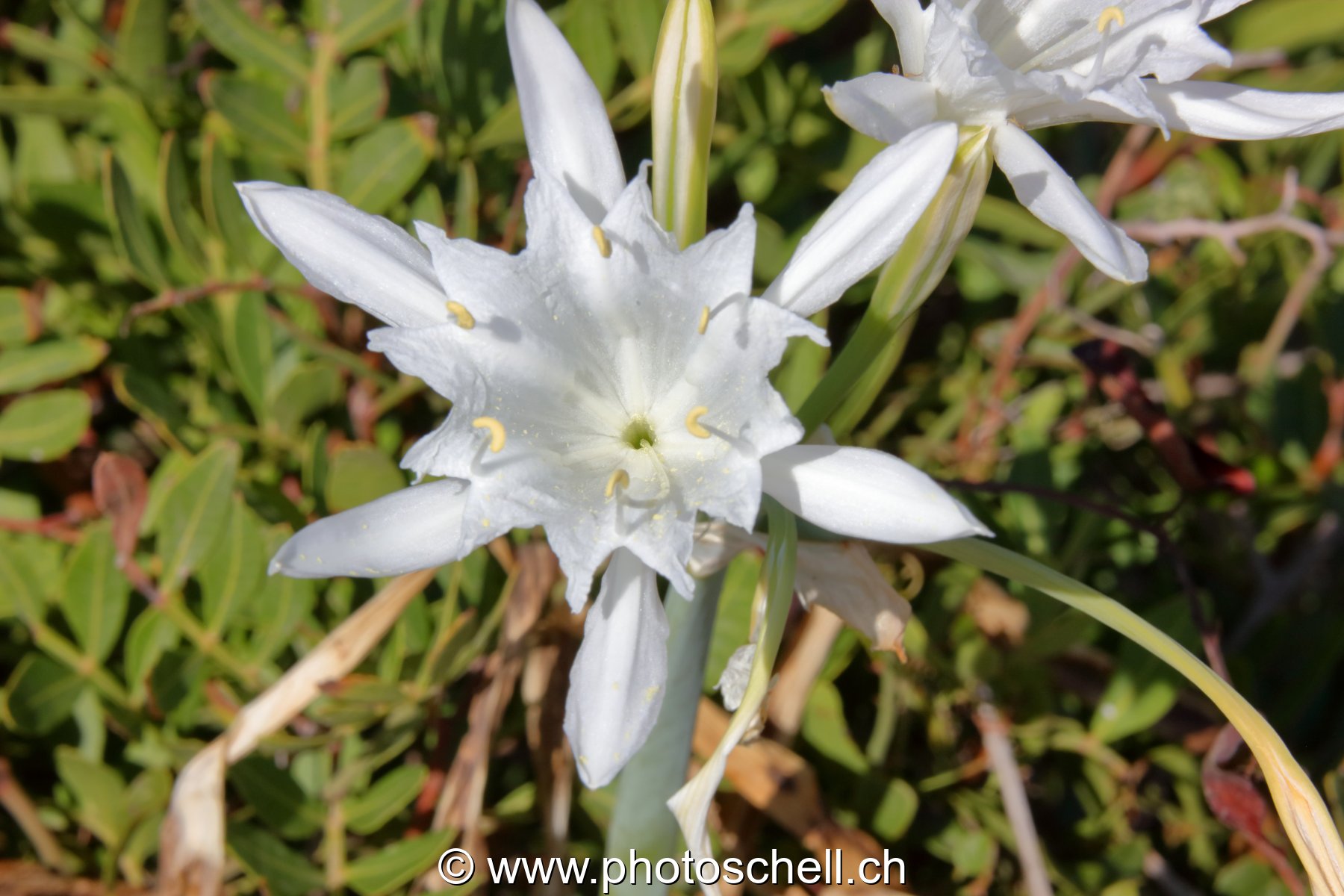 Fleurs du sud de la France