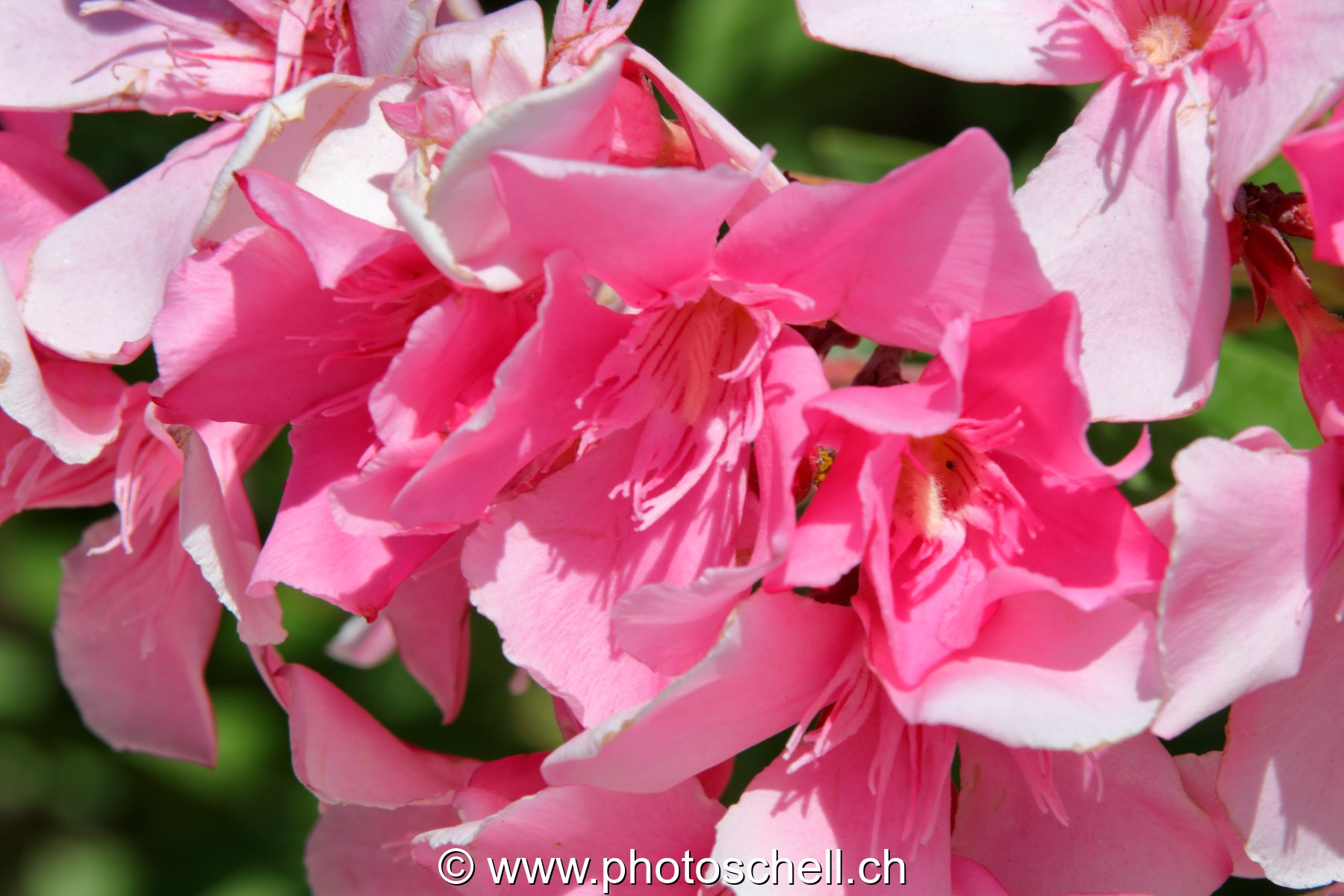 Fleurs du sud de la France