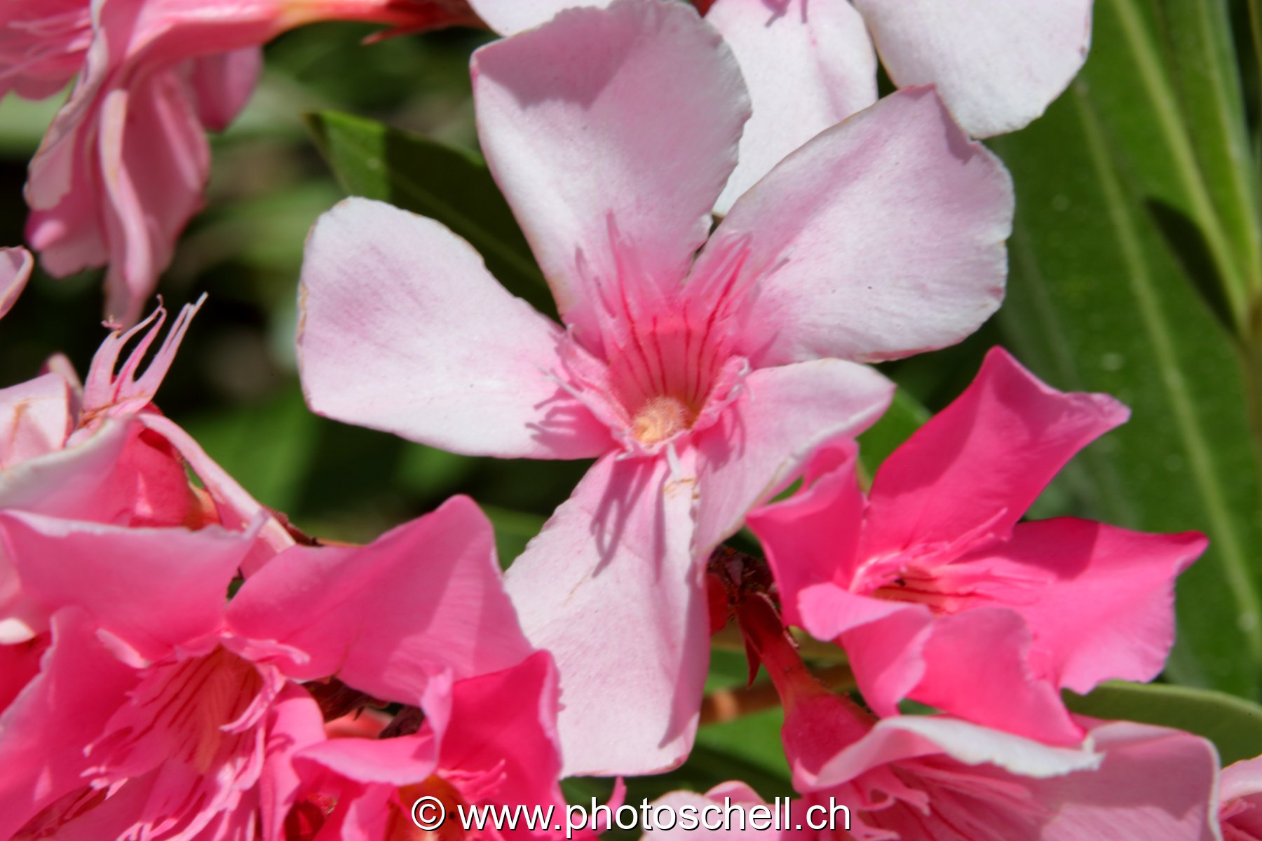 Fleurs du sud de la France