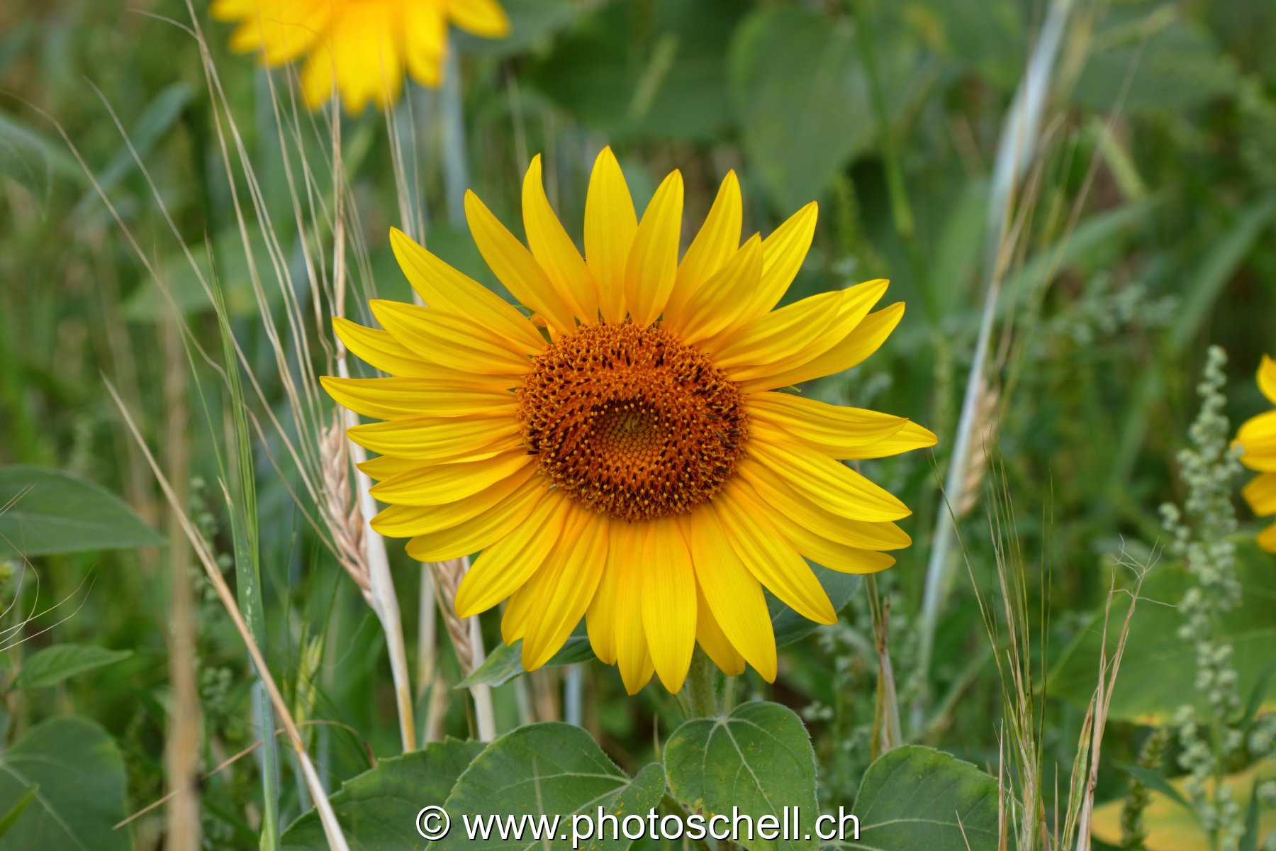 Tournesol
