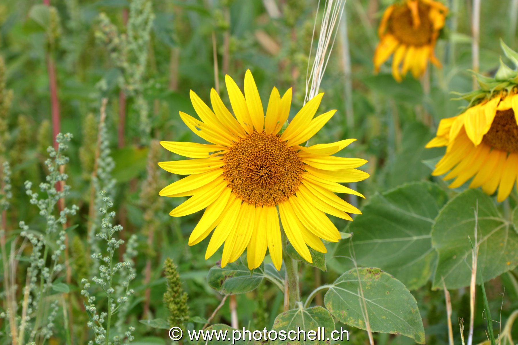 Tournesol