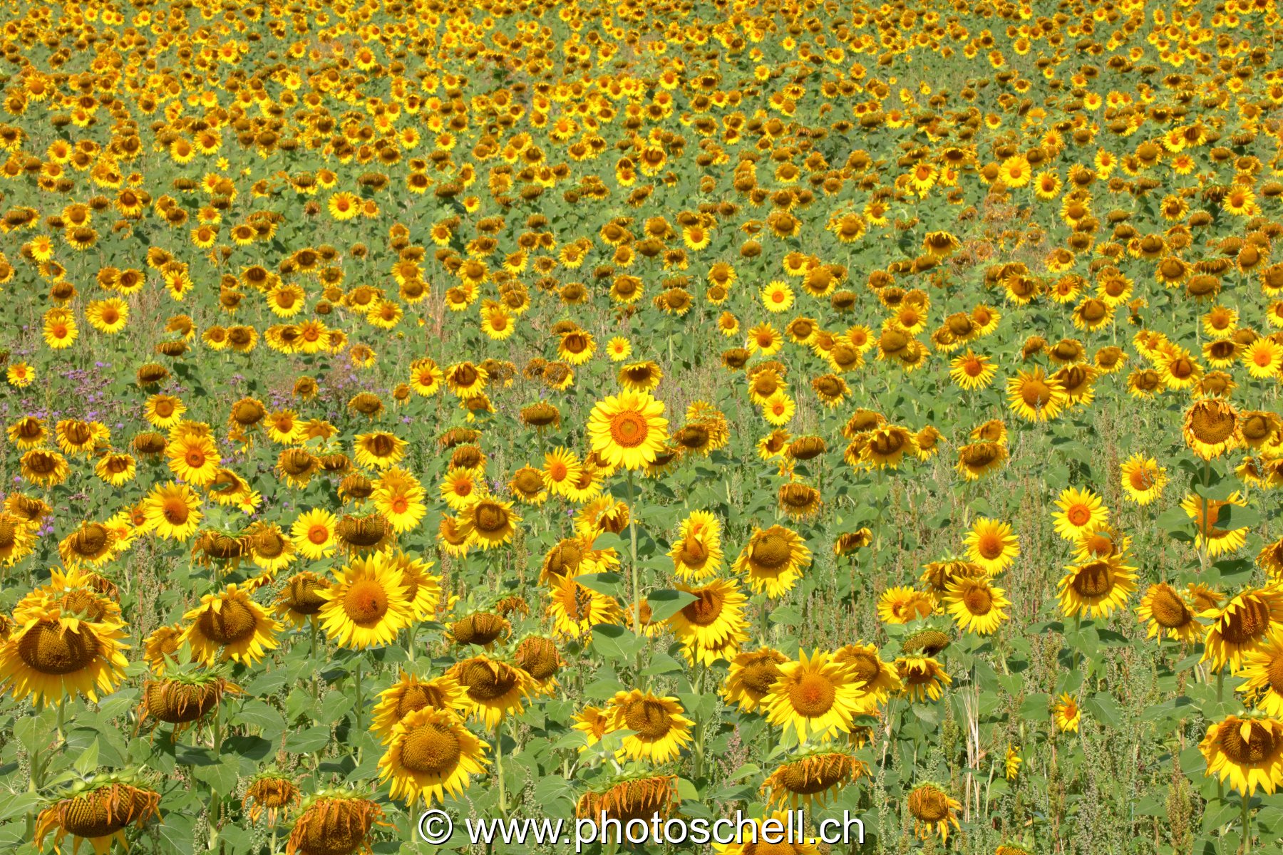 Champ de tournesols