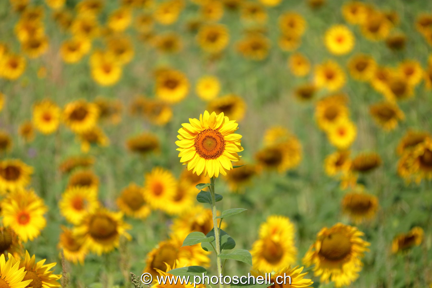 Champ de tournesols