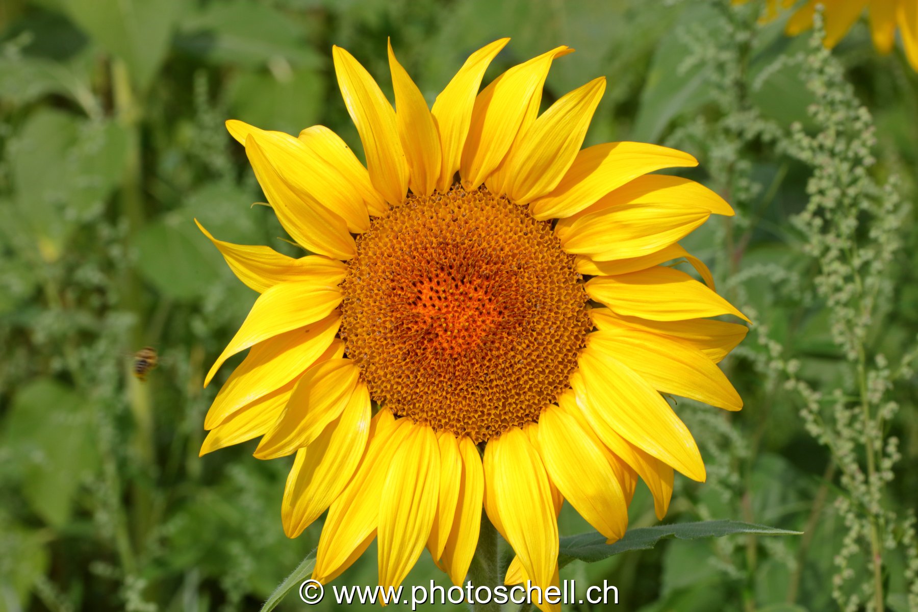 Tournesol
