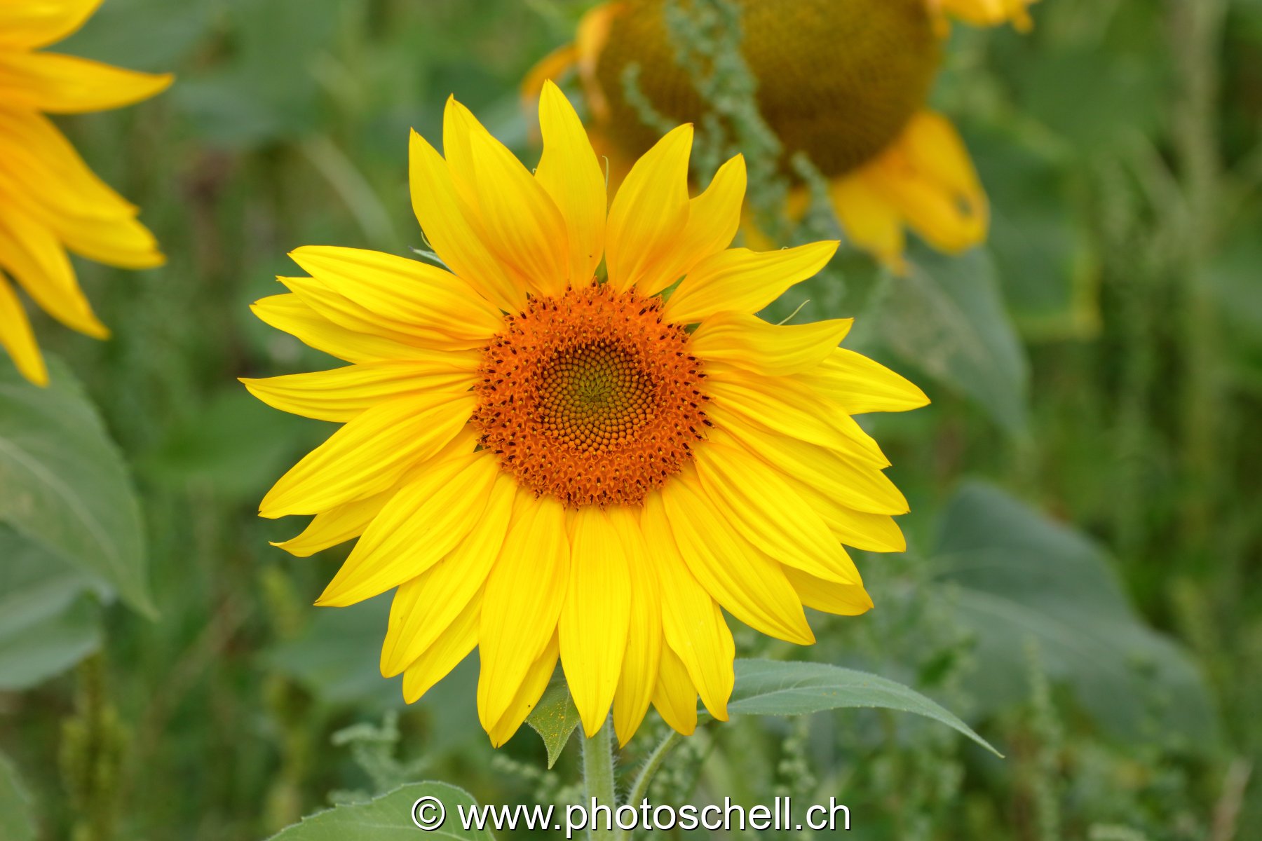 Tournesol