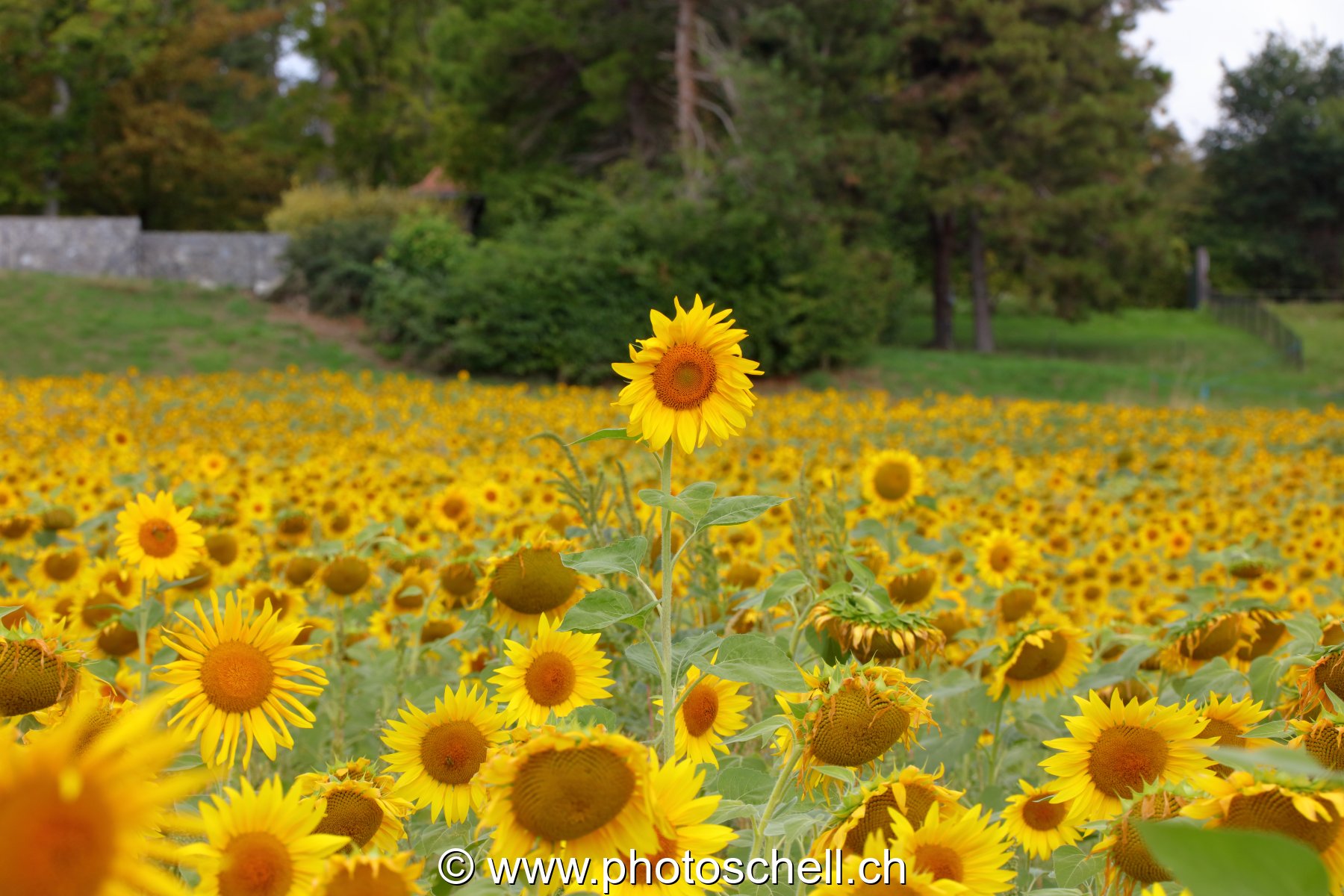 Champ de tournesols