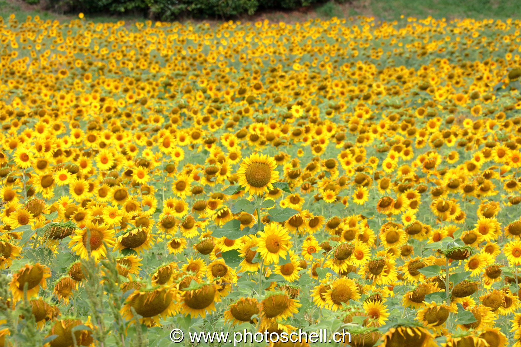 Champ de tournesols