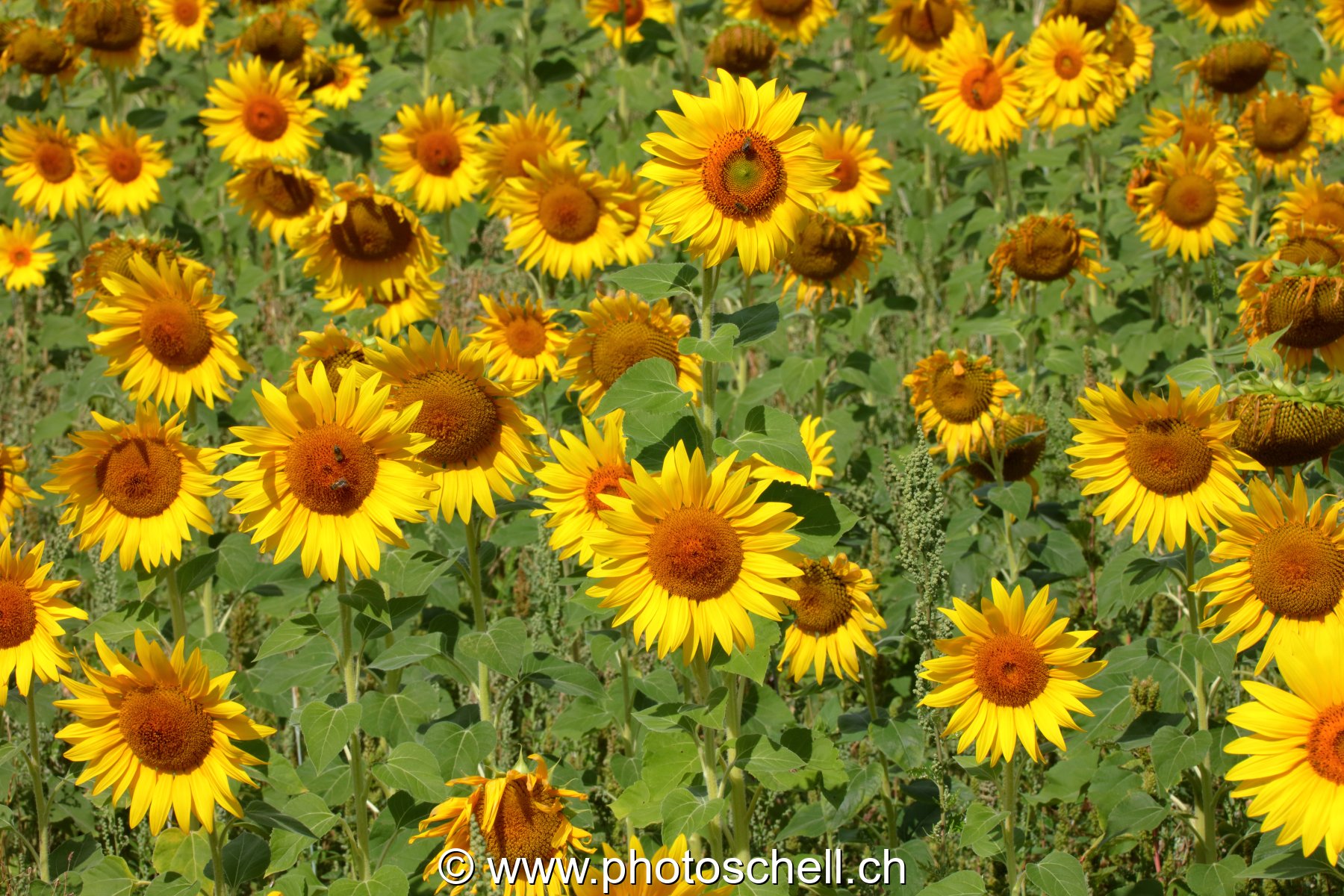Champ de tournesols