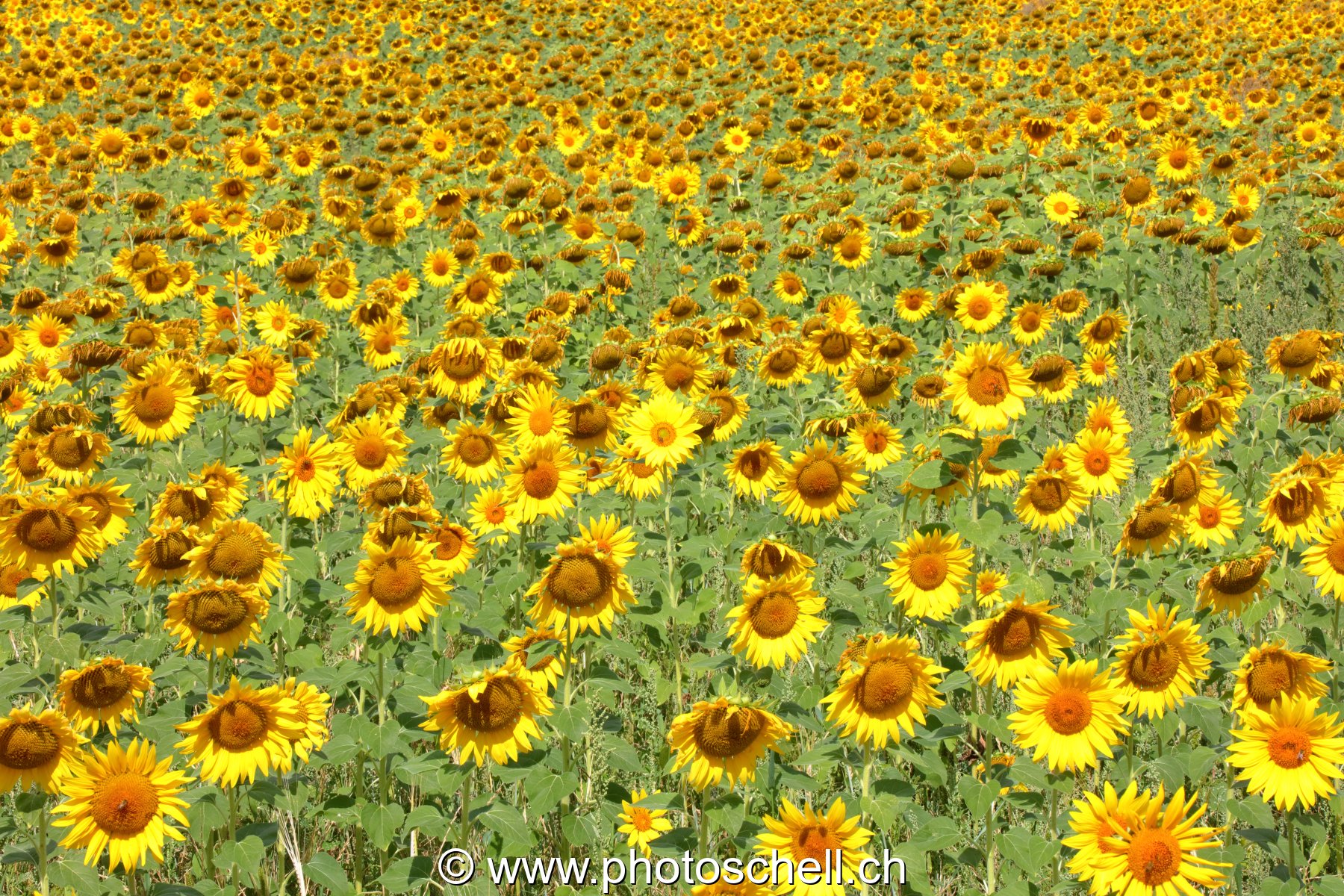 Champ de tournesols