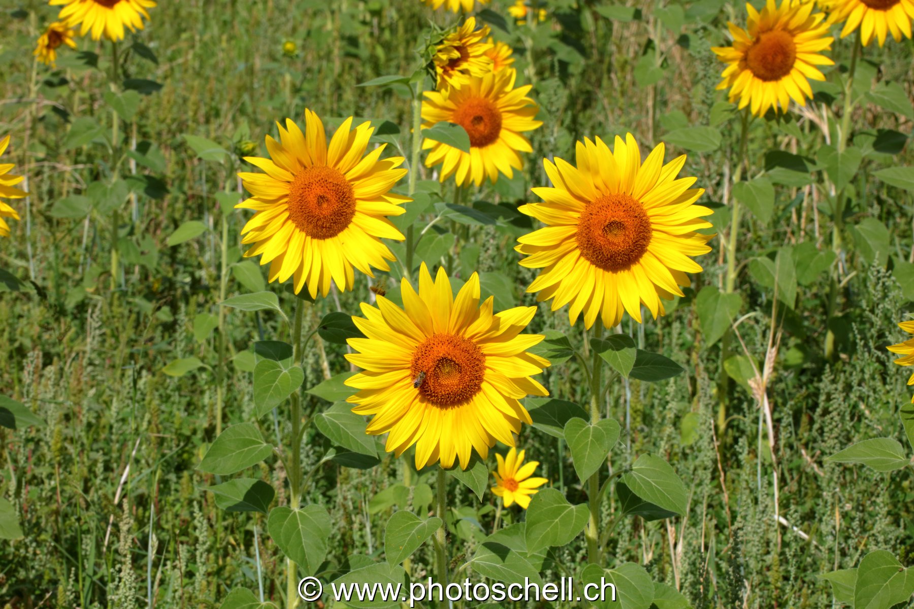 Tournesols