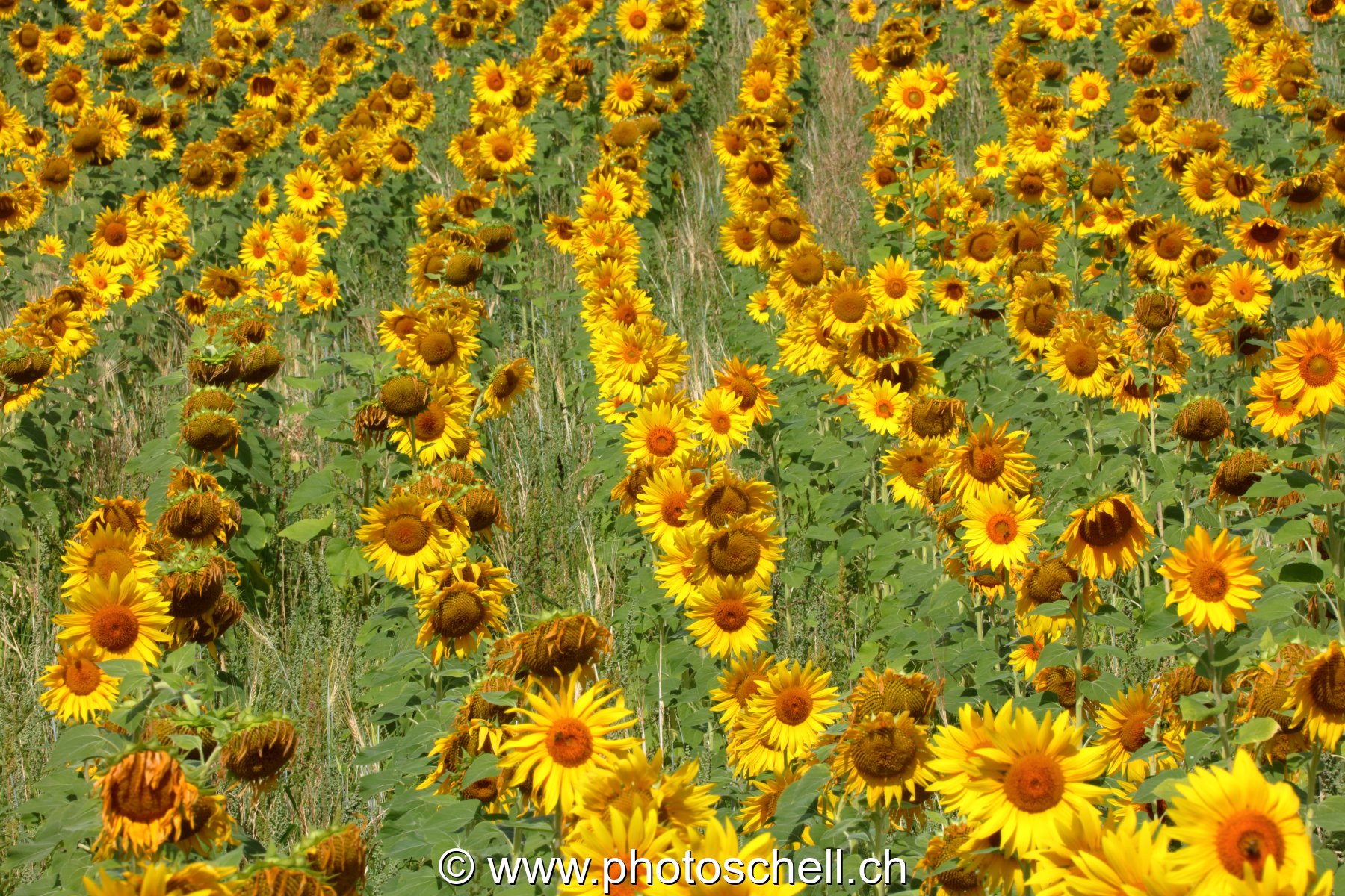 Champ de tournesols