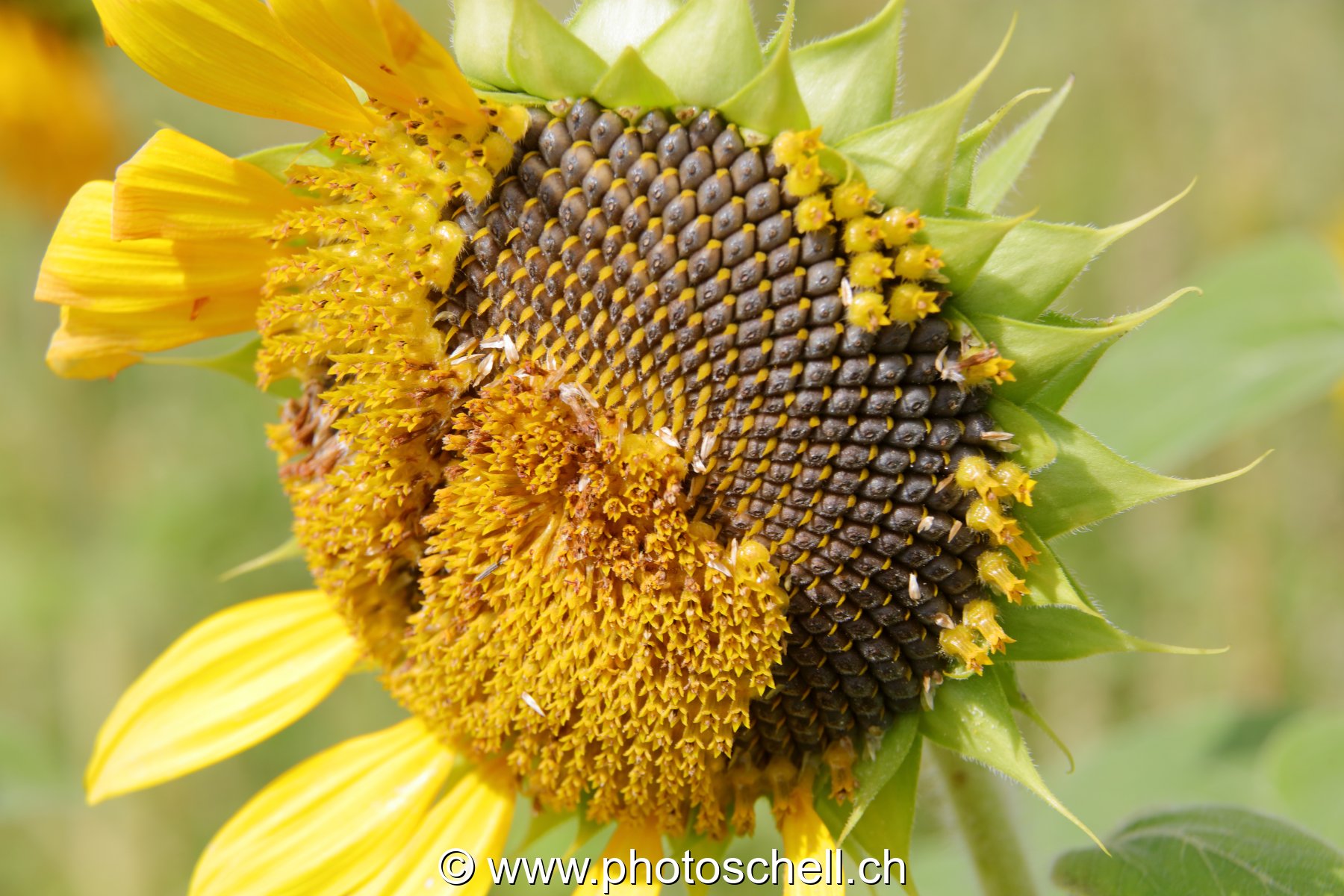 Tournesol en train de perdre ses pistils