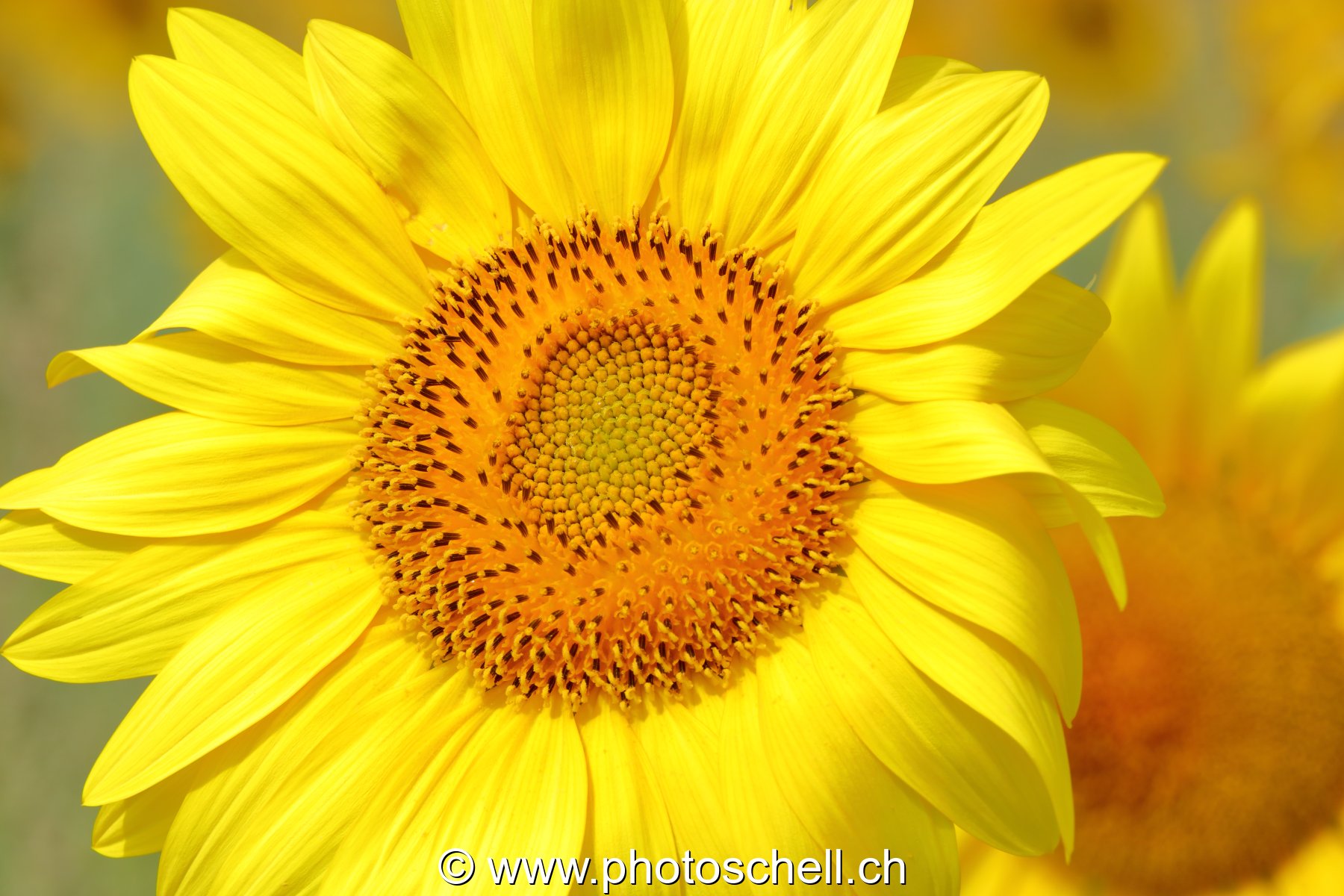 Tournesol
