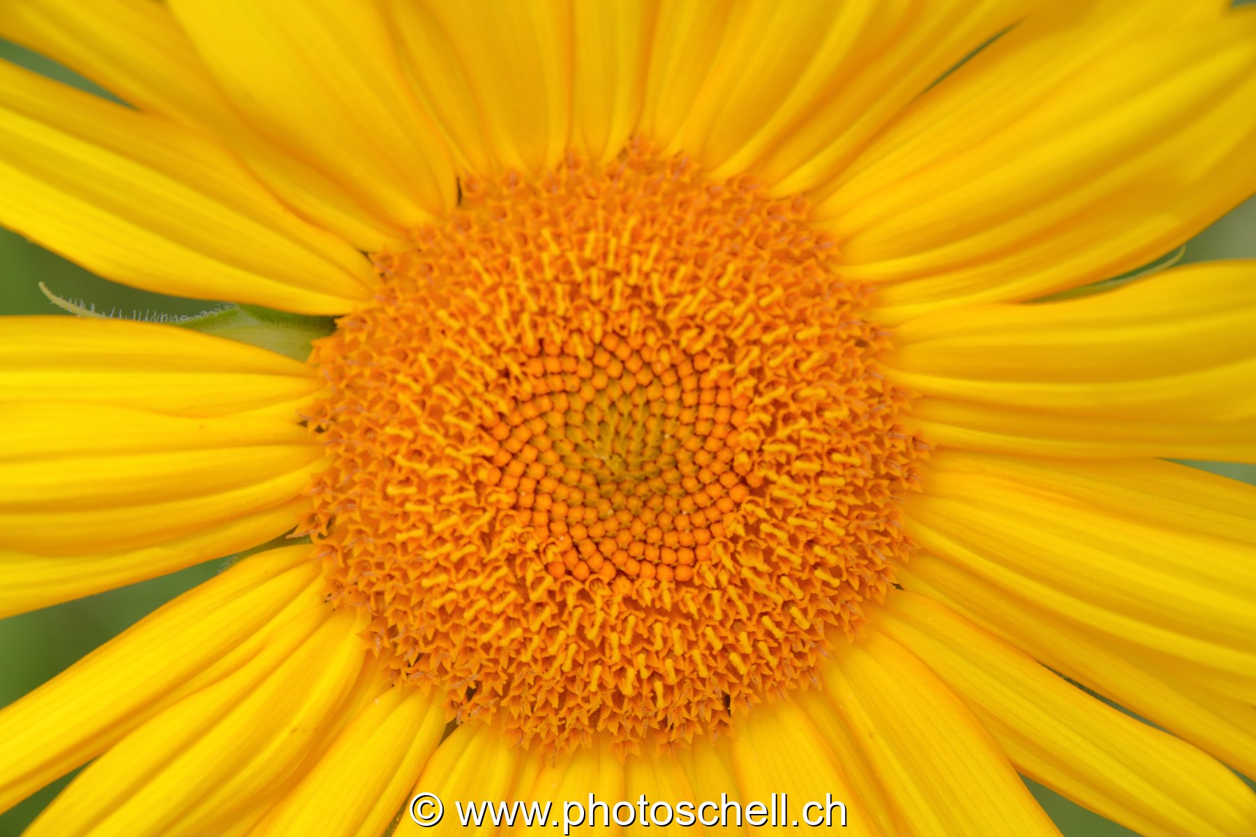 Tournesol (marco)