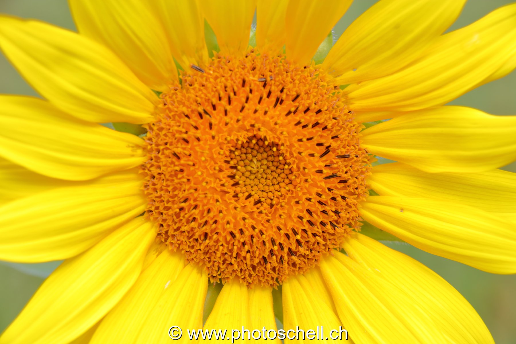 Tournesol