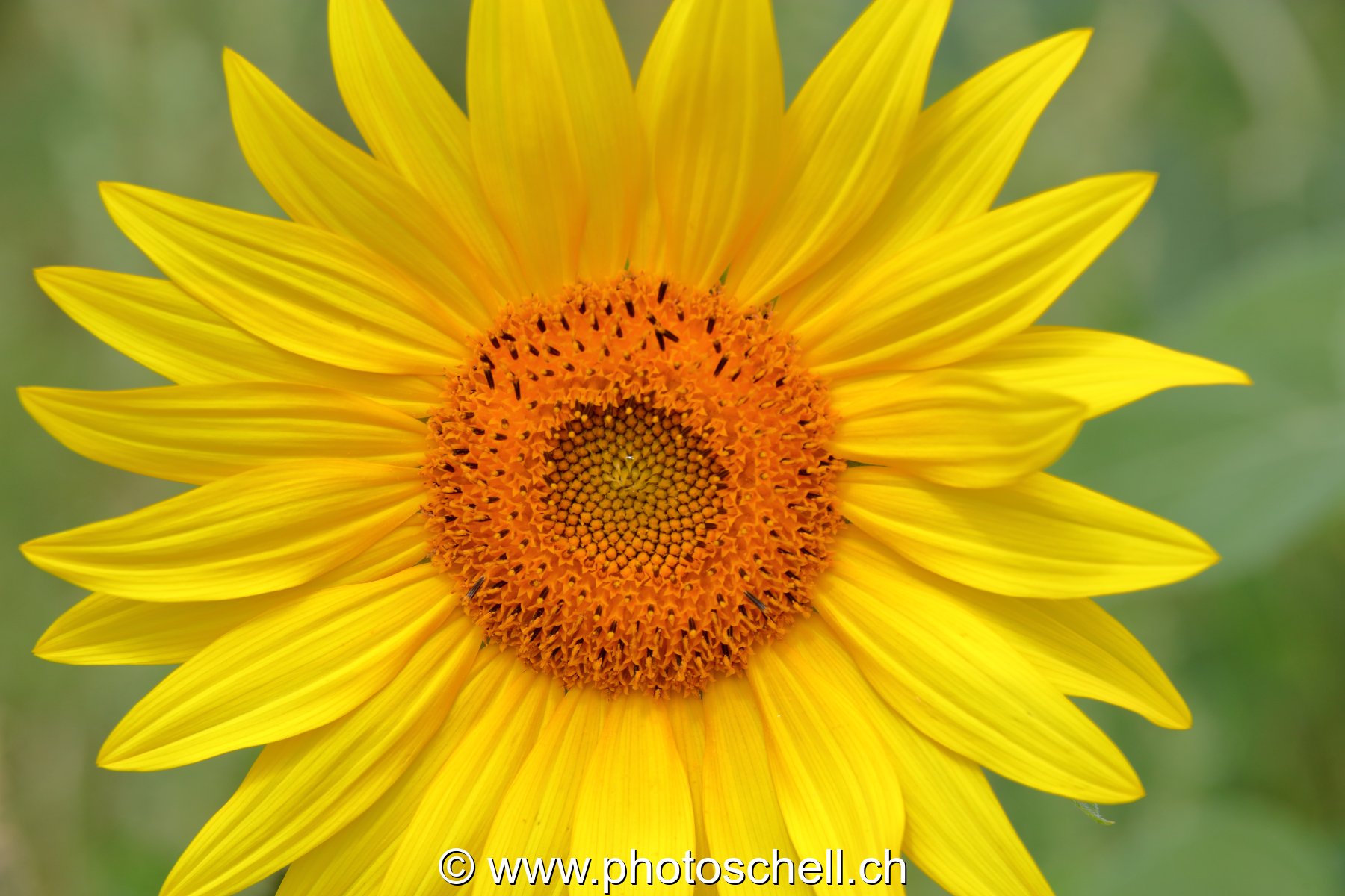 Tournesol
