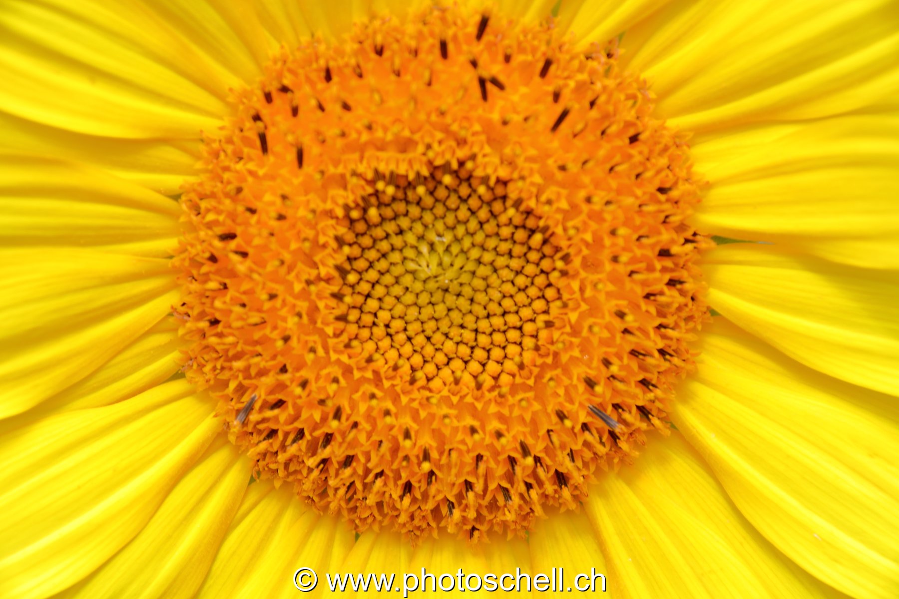 Tournesol (macro)