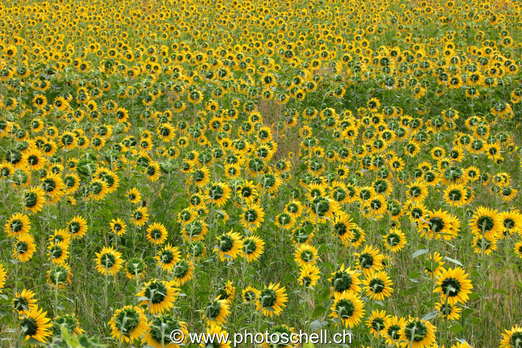 Champ de tournesols