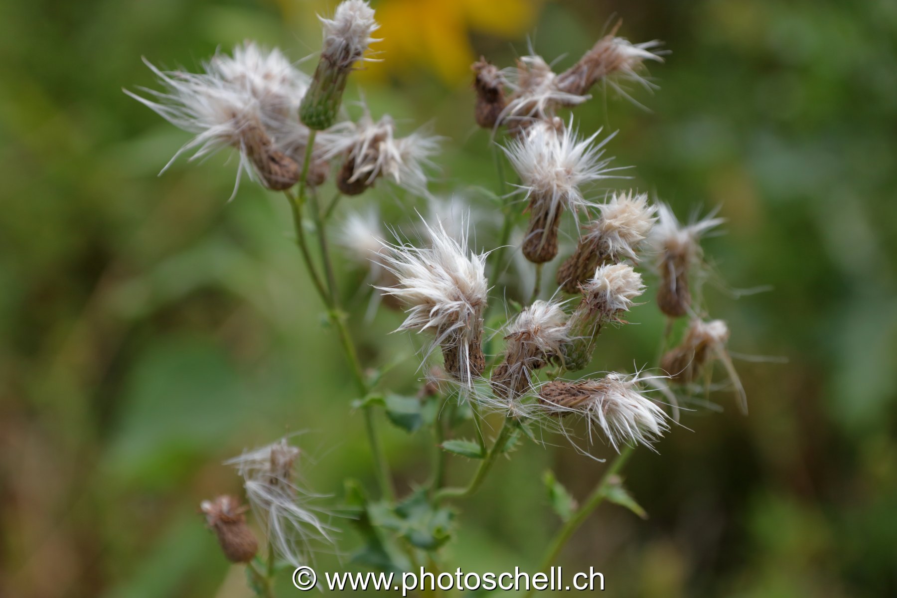 Fleurs