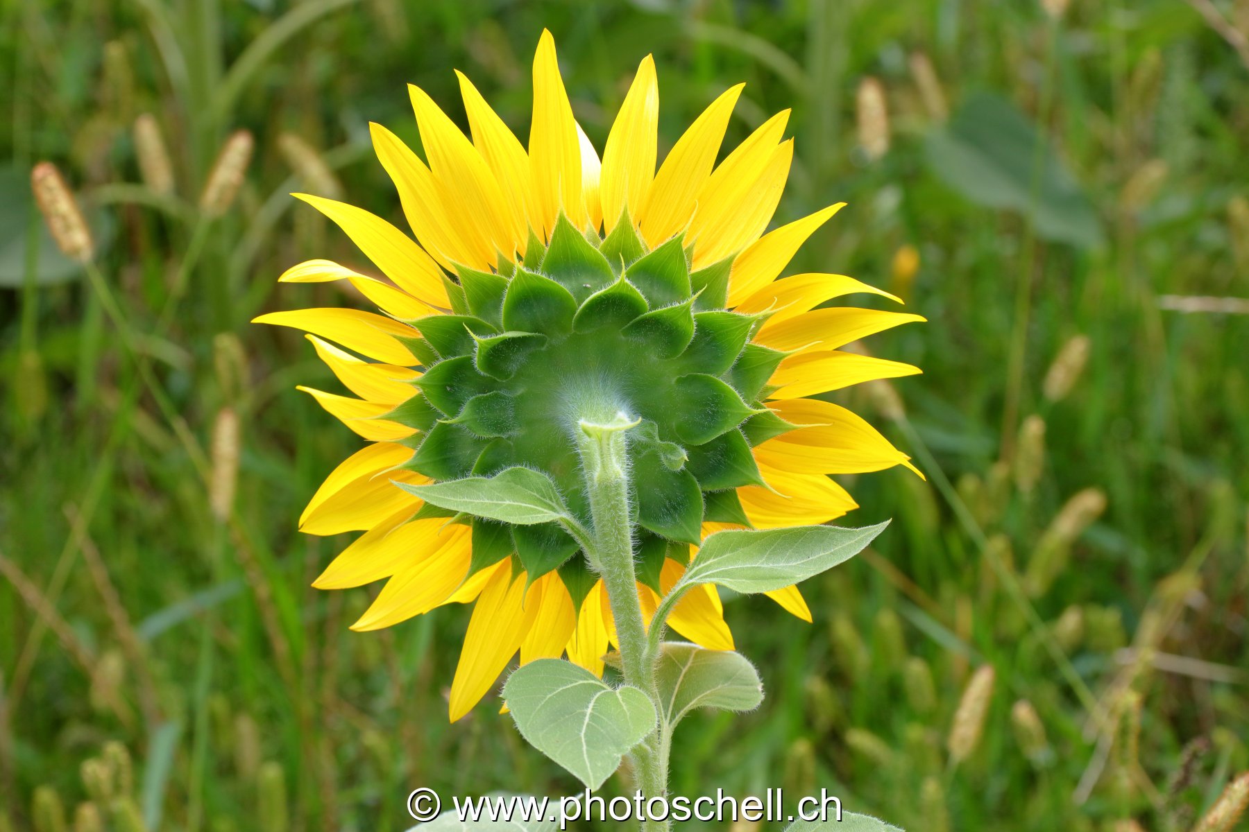 Tournesol de dos