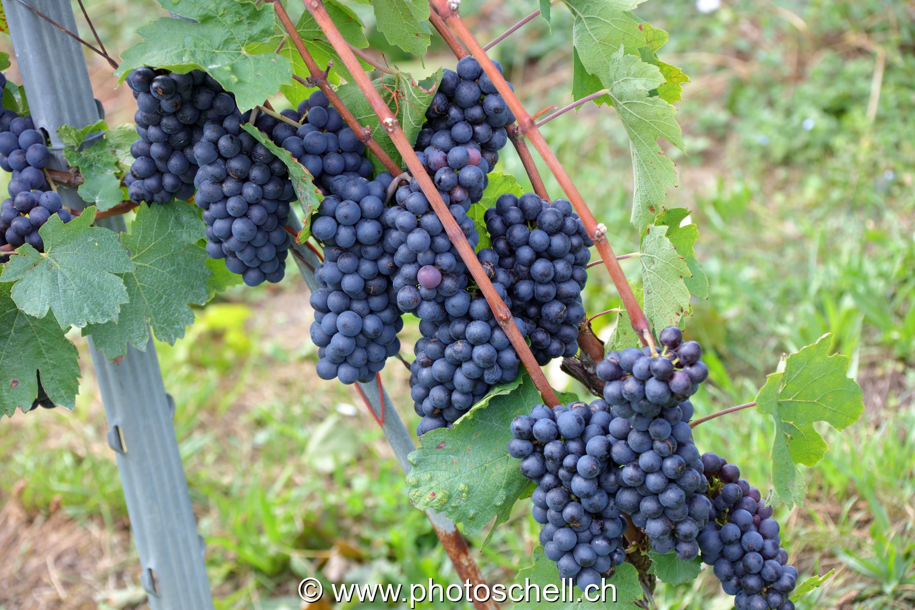 Grappes de raisins noirs