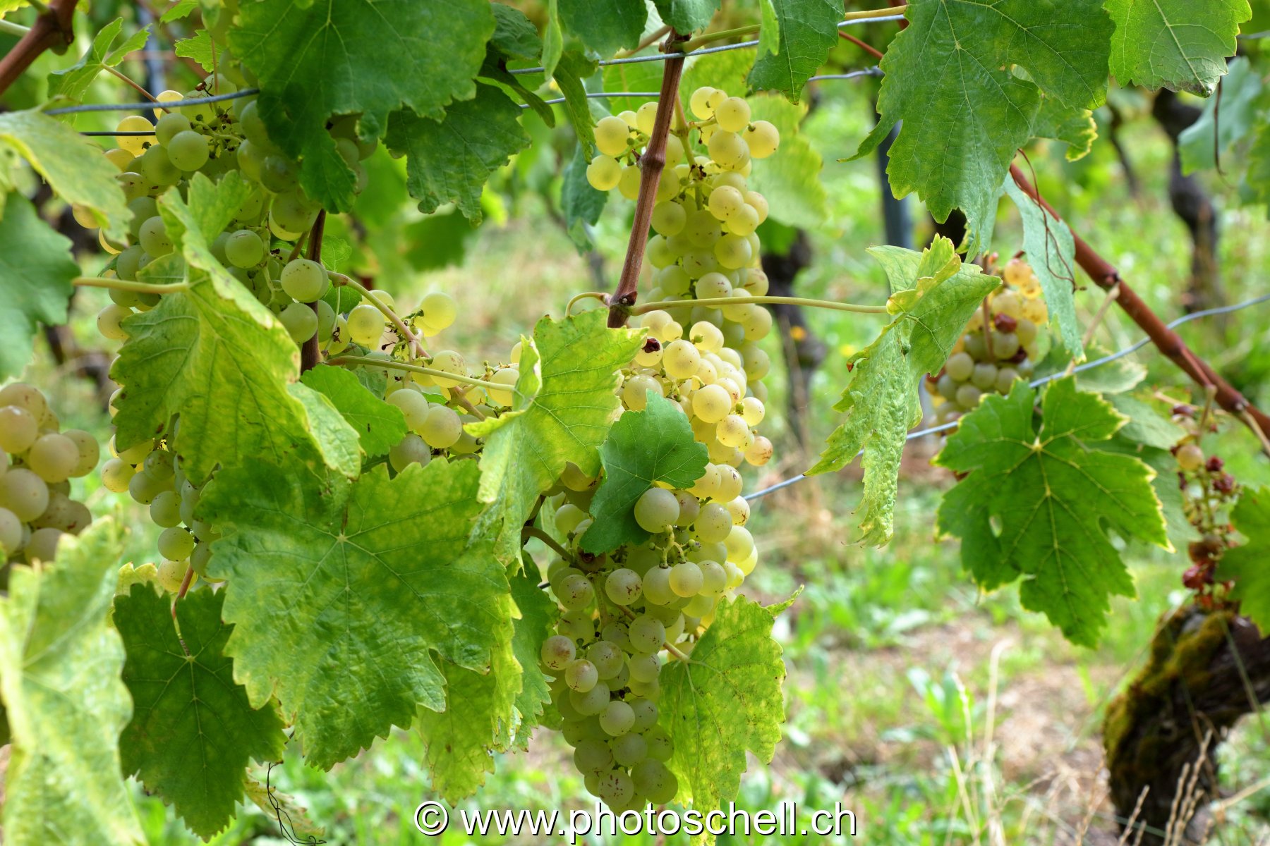 Grappes de raisins blancs