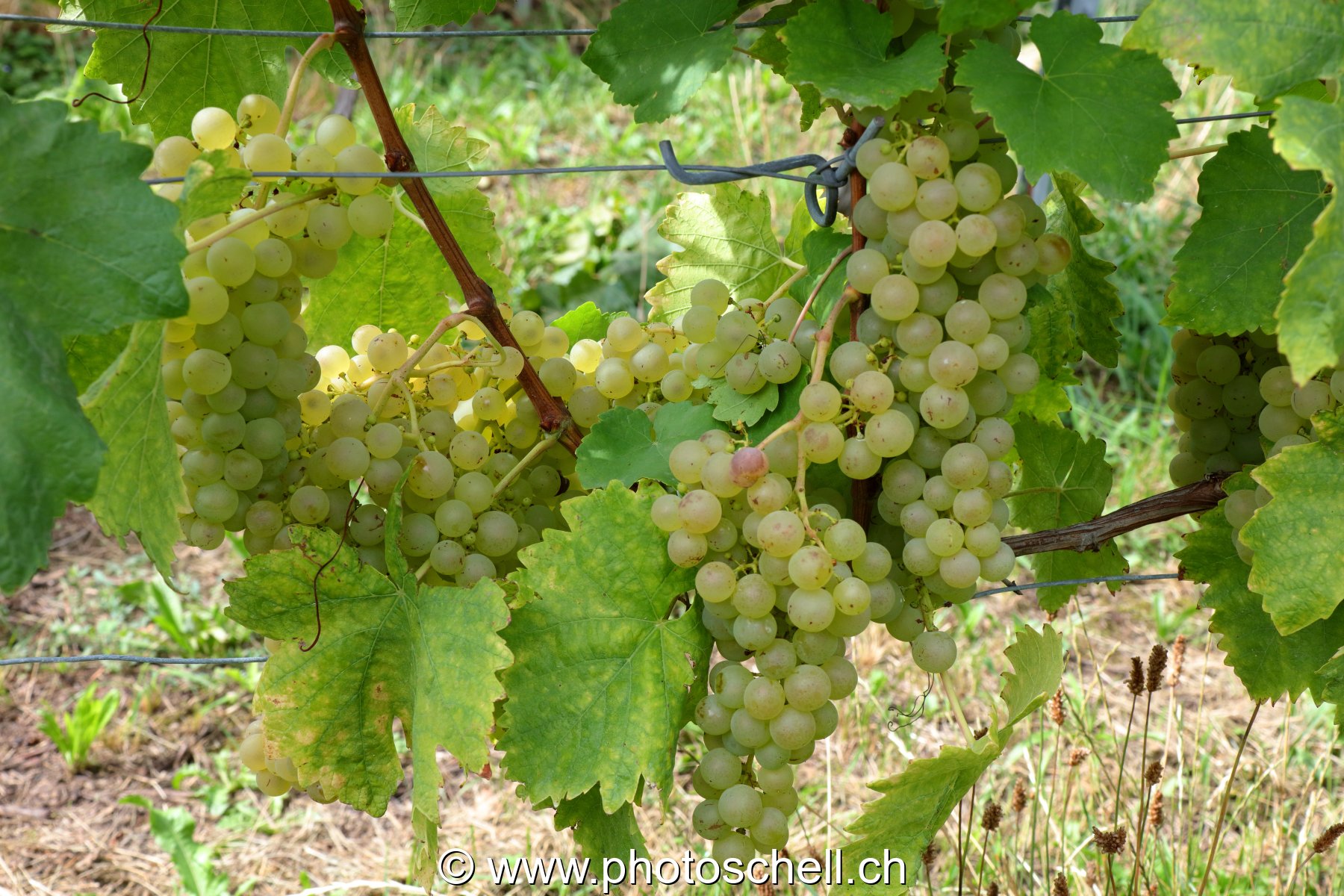 Grappes de raisins blancs