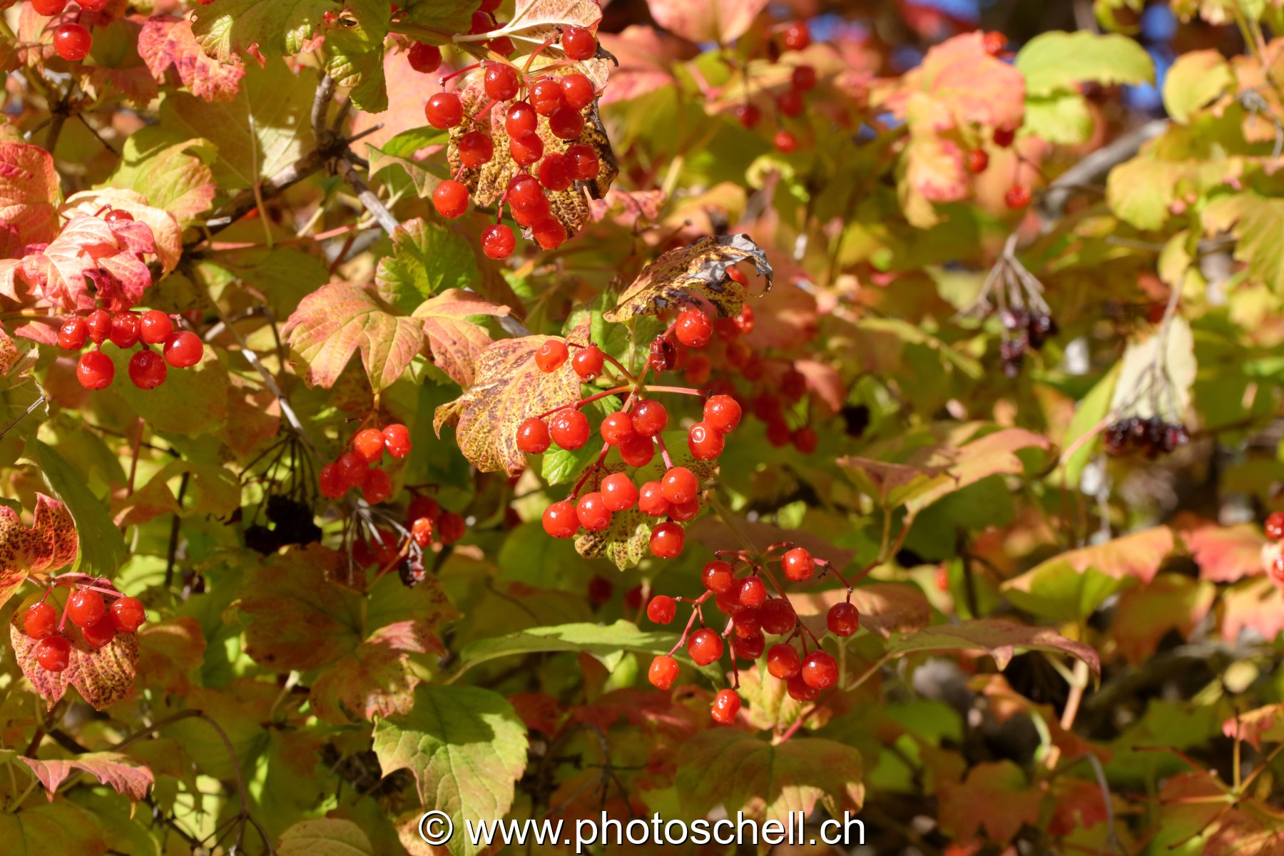 Fruits