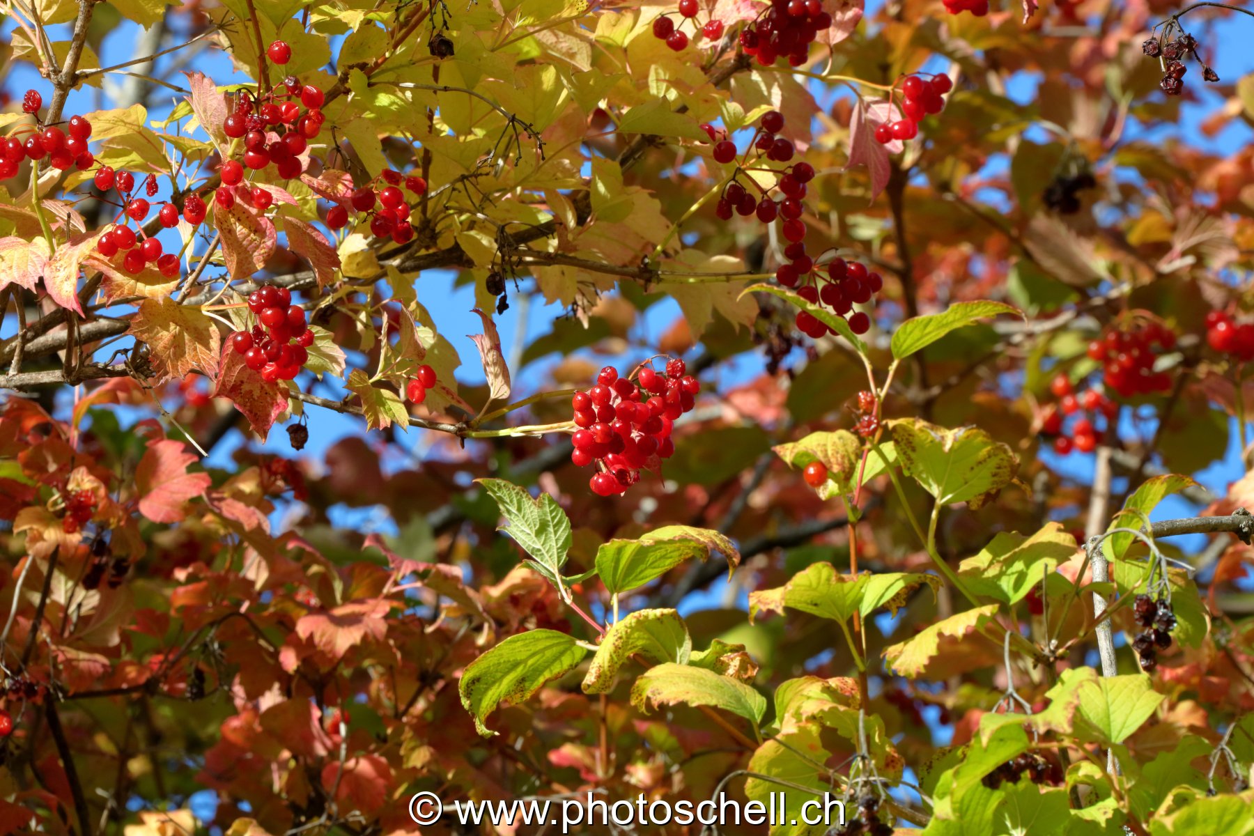 Fruits