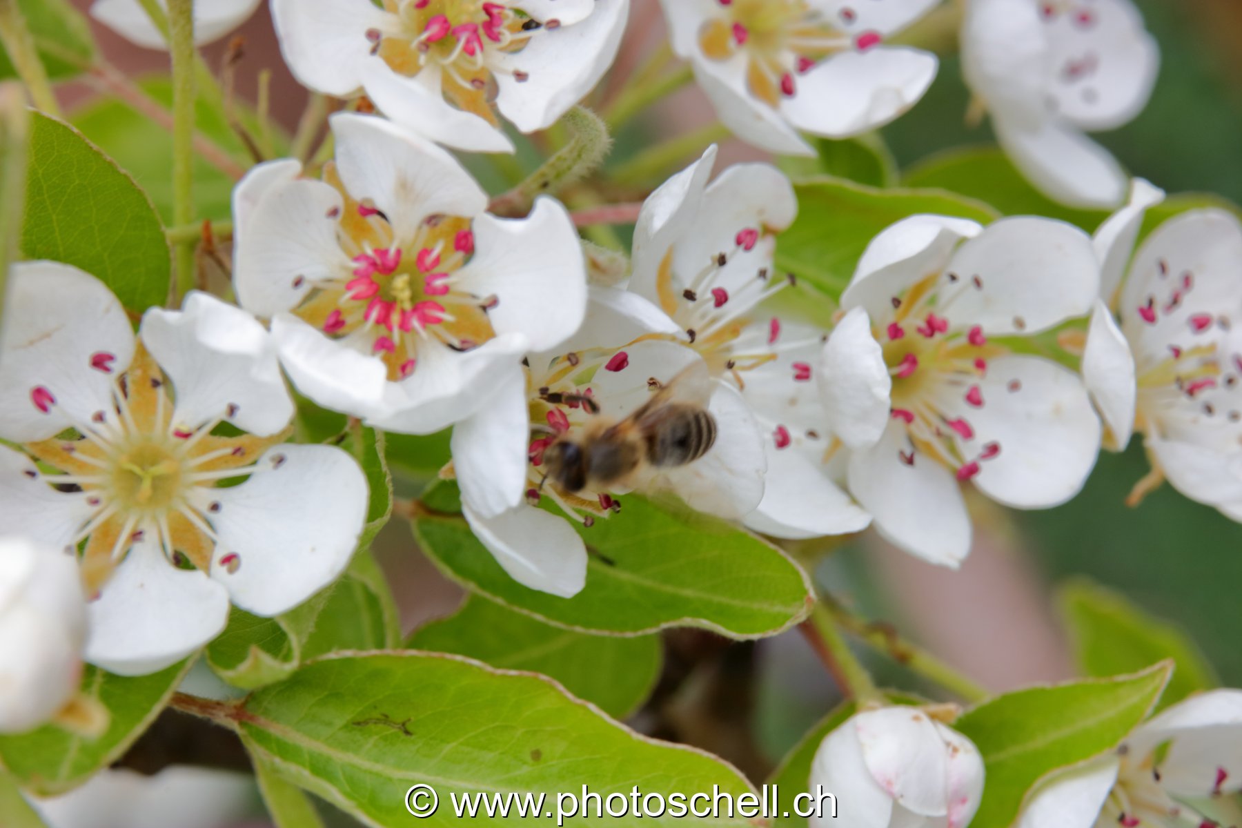 Fleurs de pommier