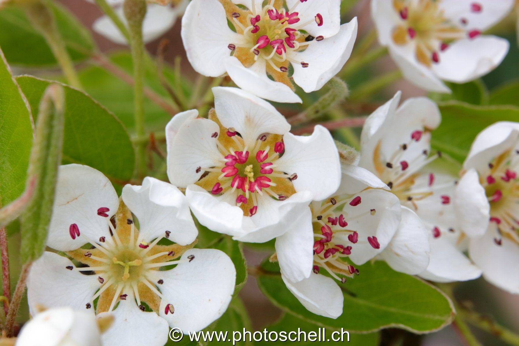 Fleurs de pommier