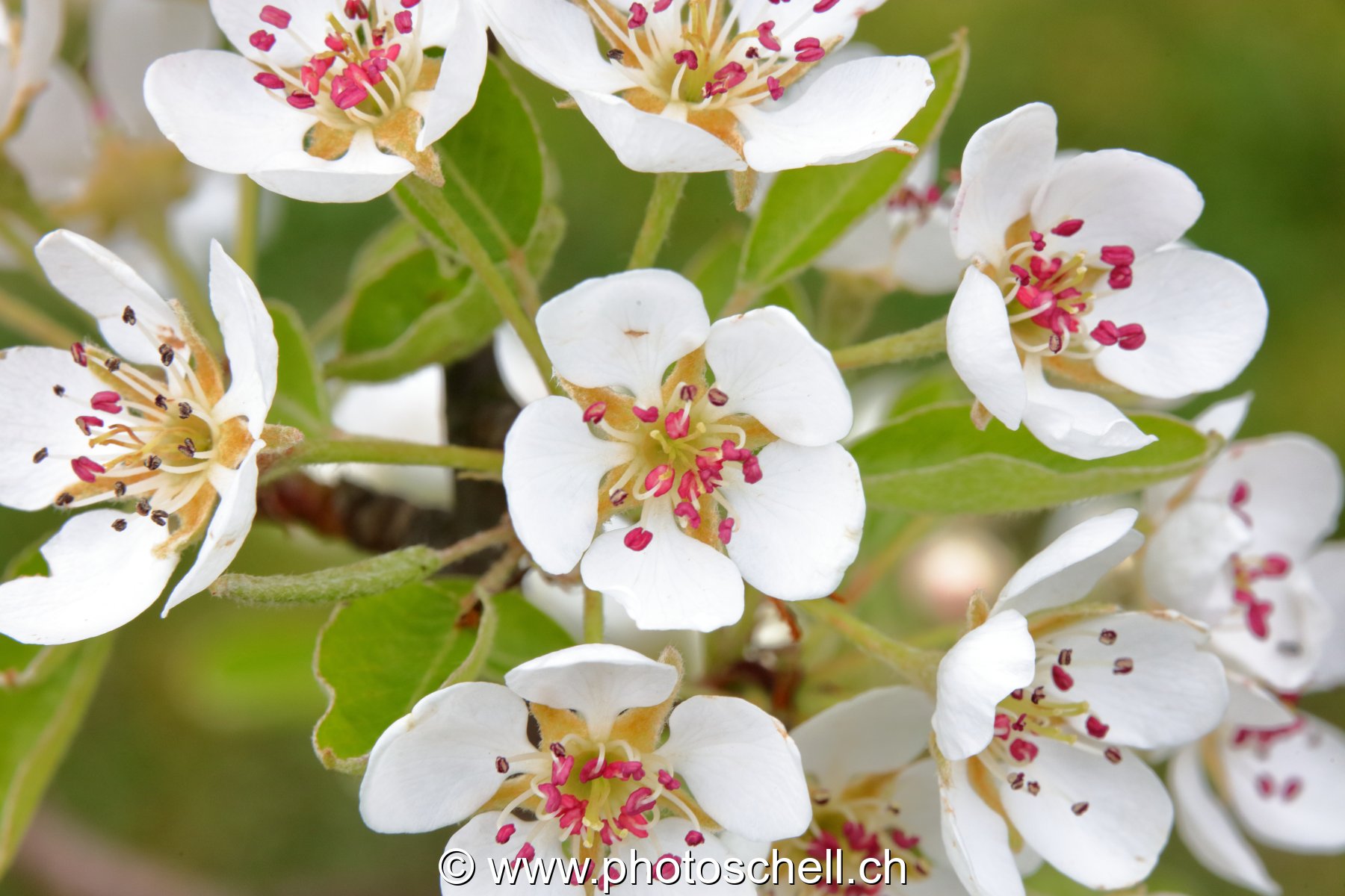 Fleurs de pommier