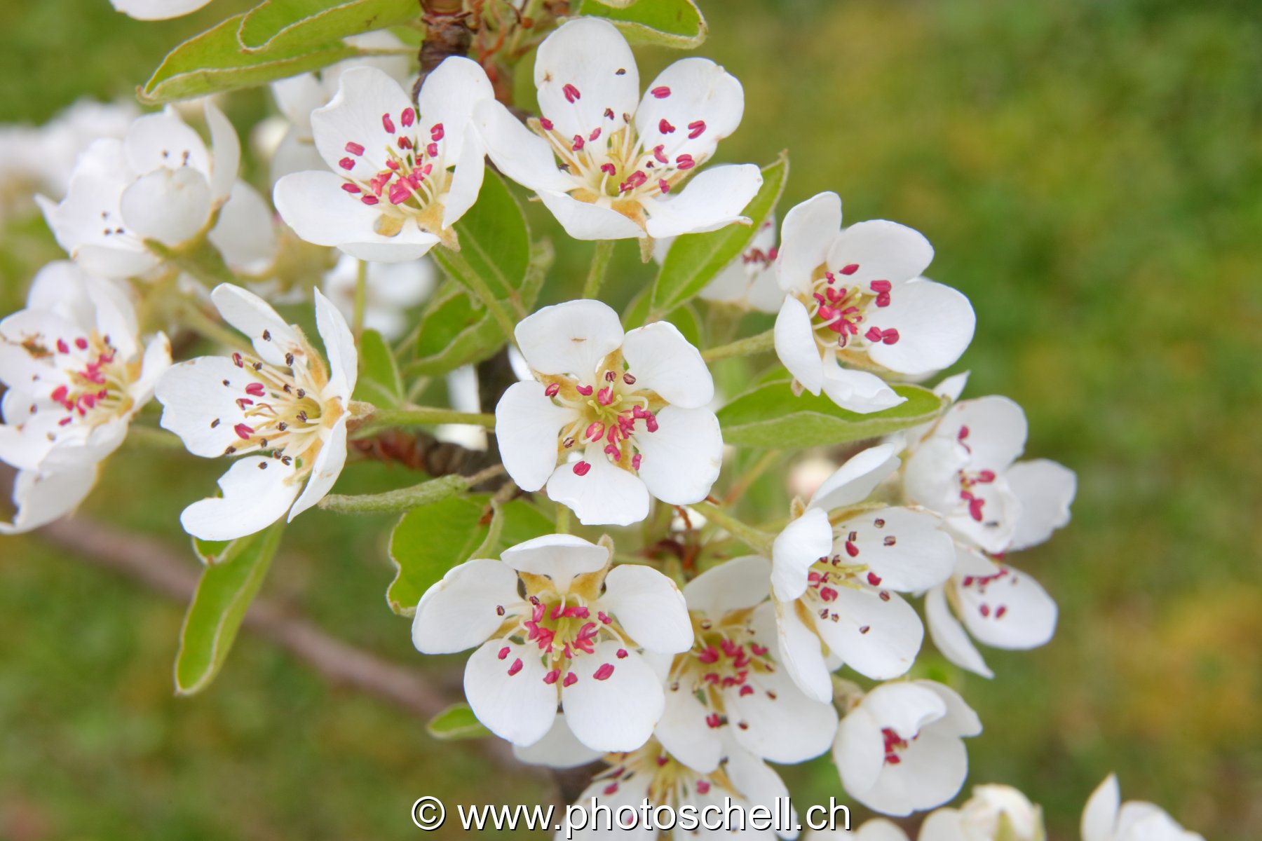 Fleurs de pommier