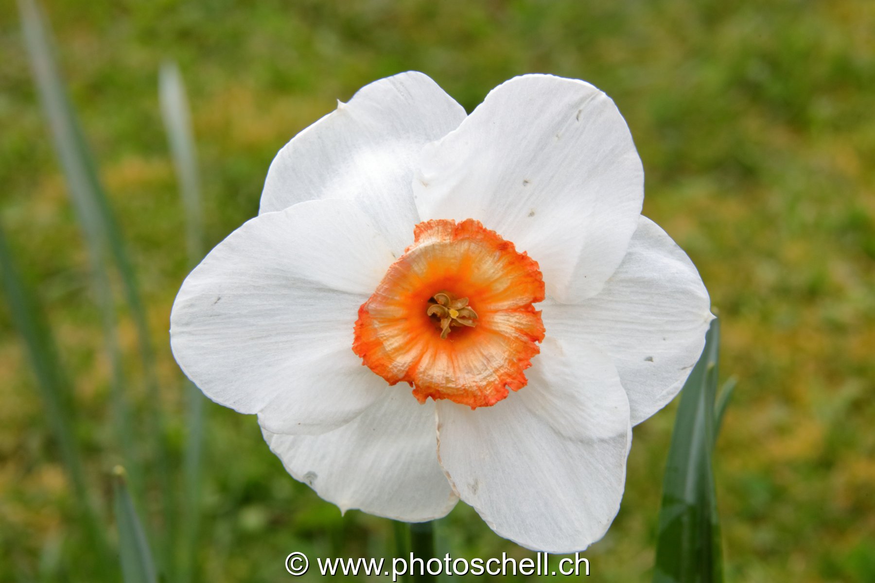 Narcisse