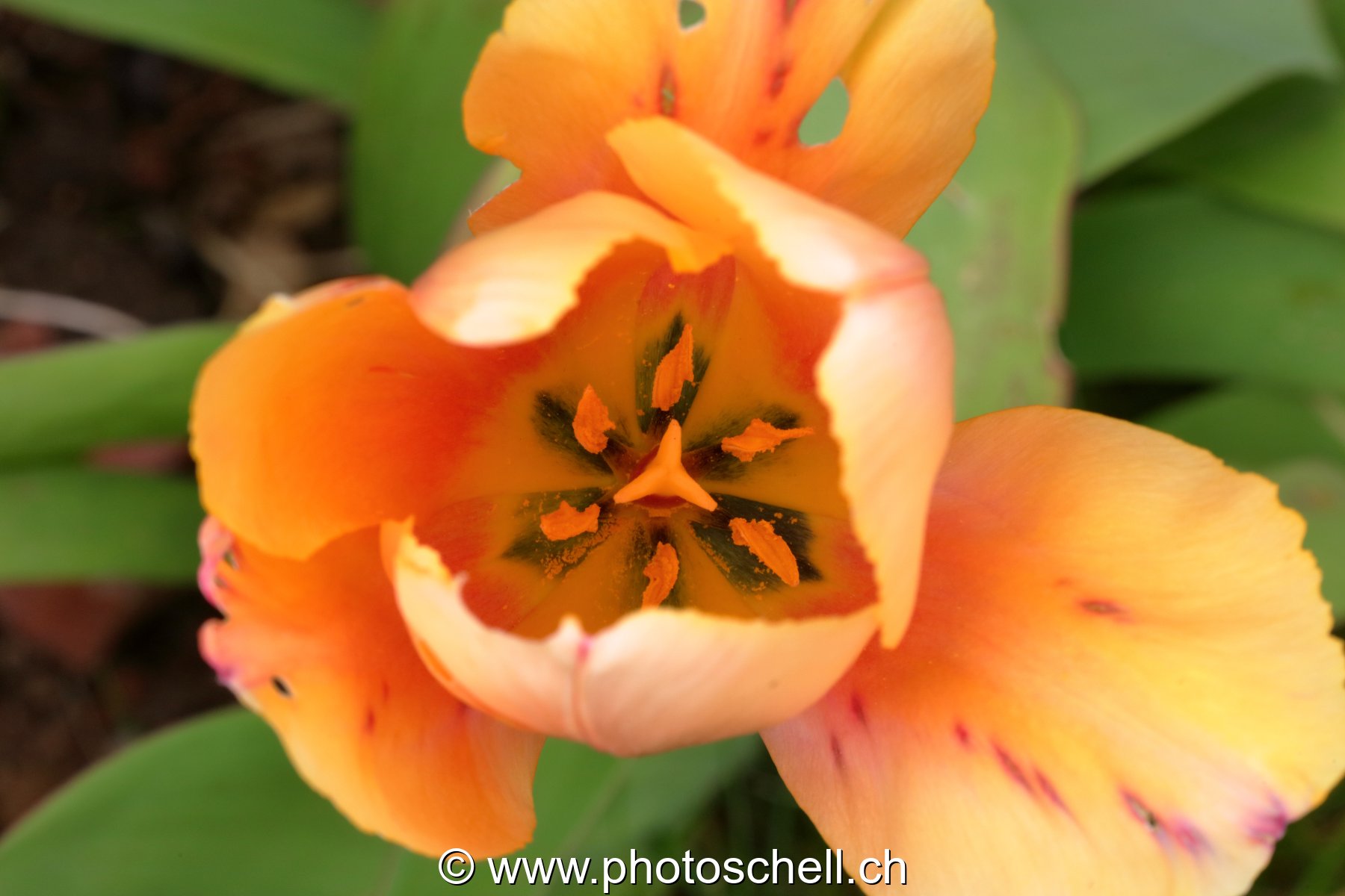 Tulipe