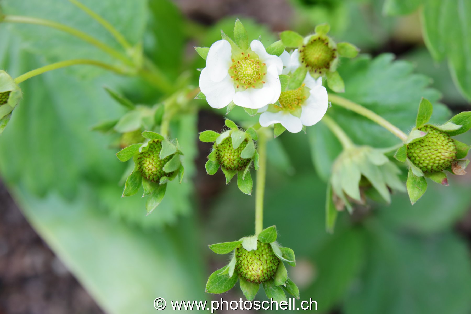 Fleurs de fraisiers