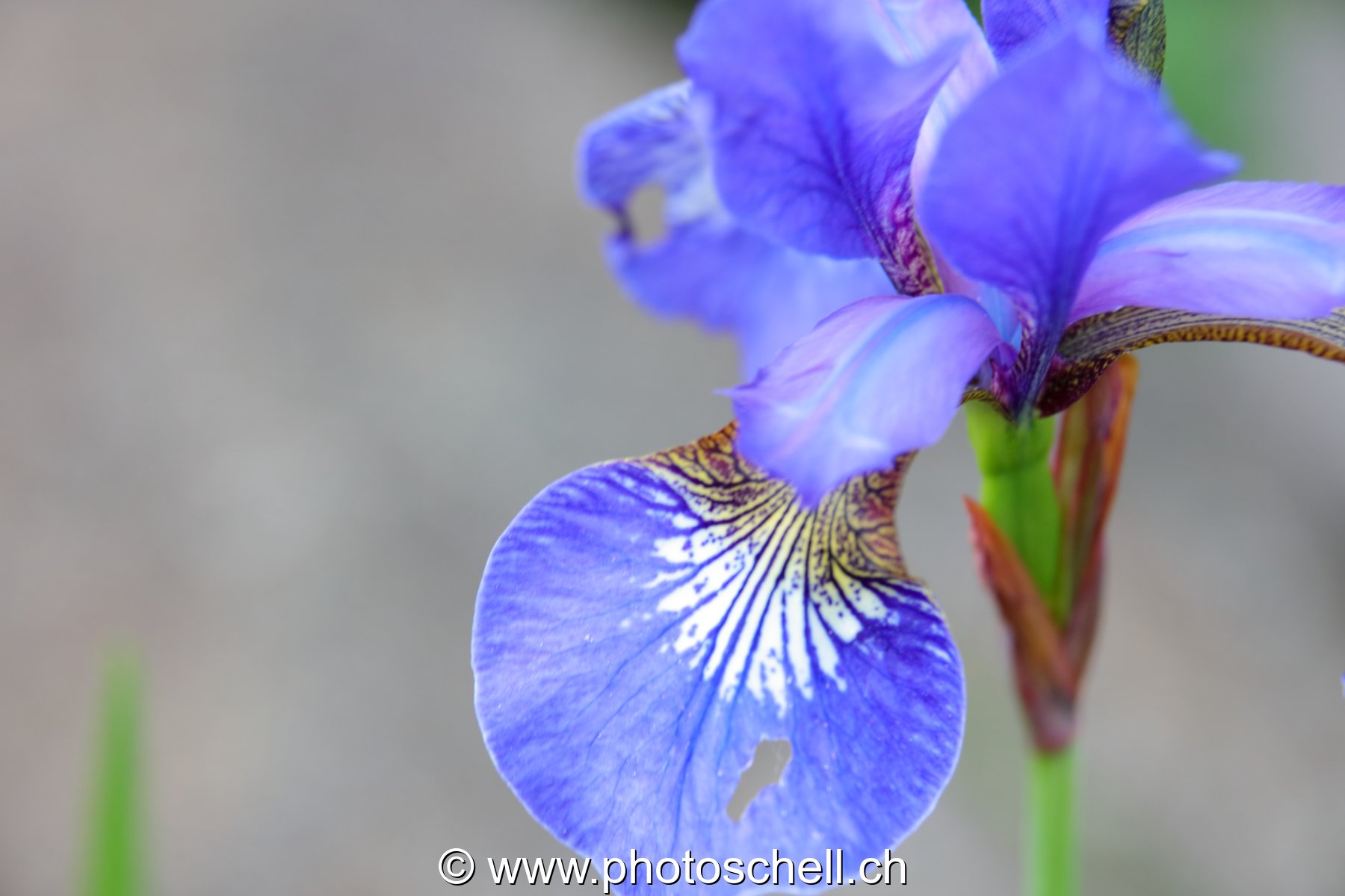 Iris
